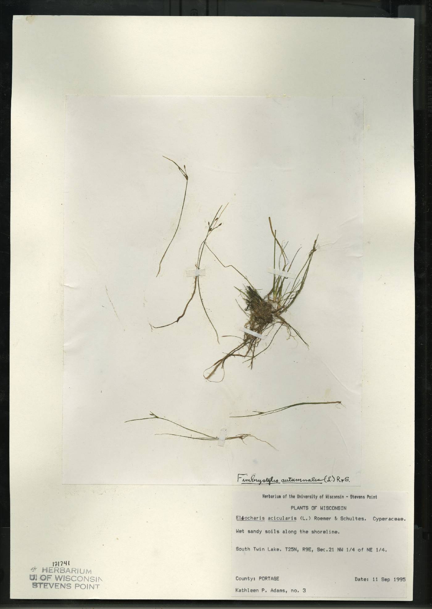 Fimbristylis autumnalis image