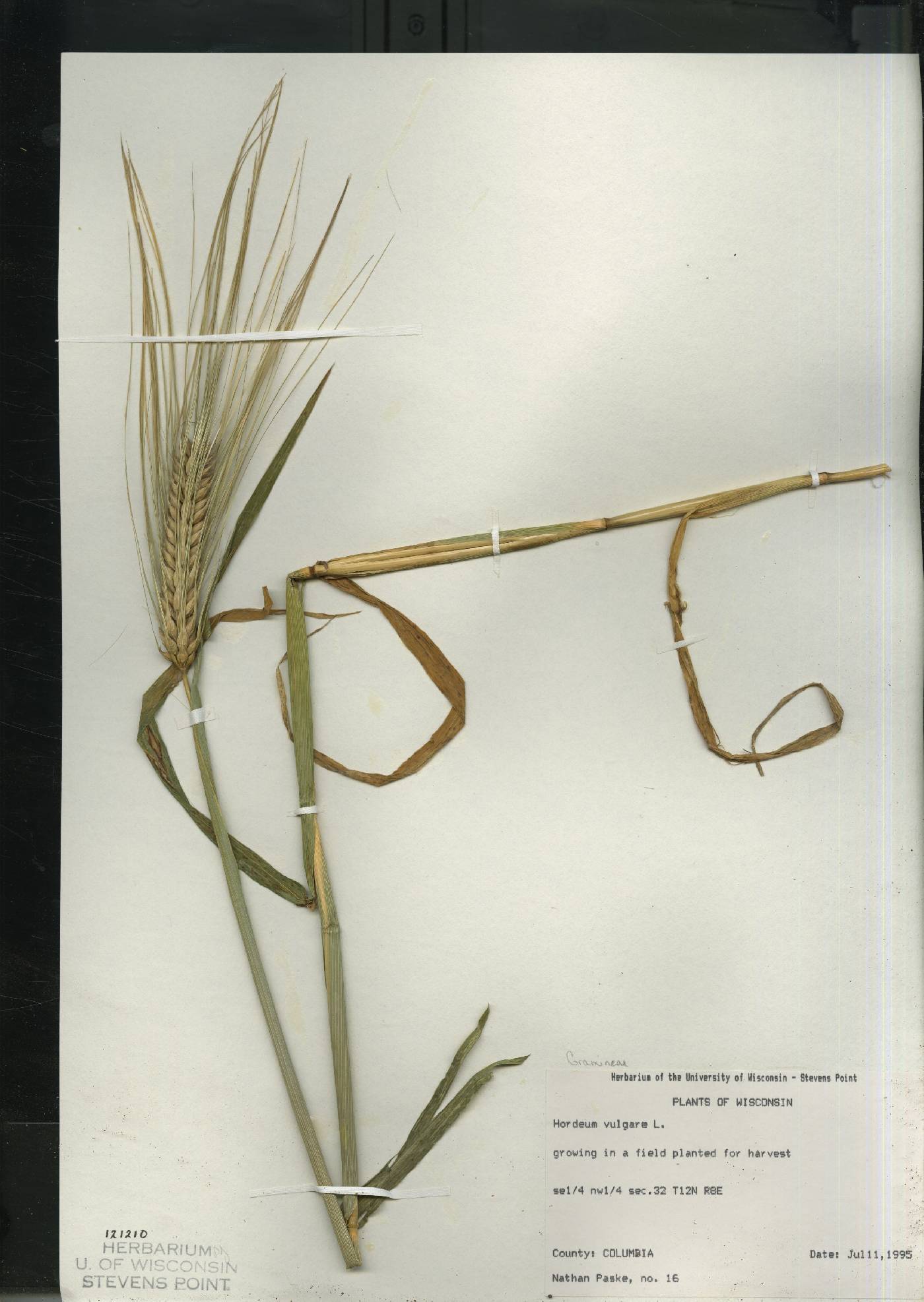 Hordeum vulgare image
