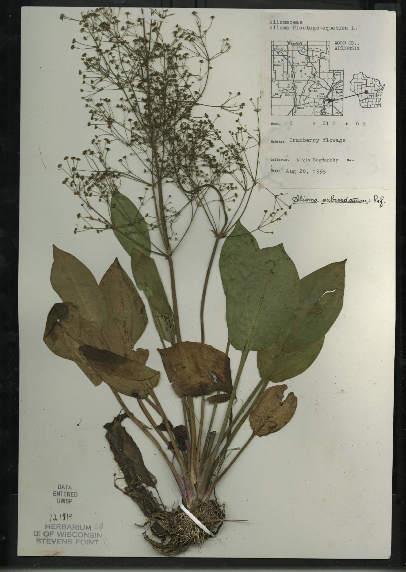 Alisma subcordatum image