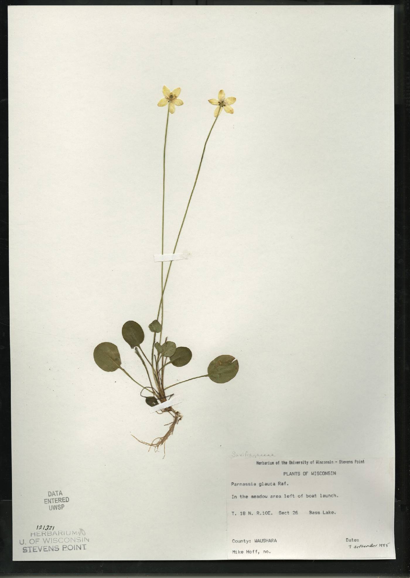 Parnassia glauca image