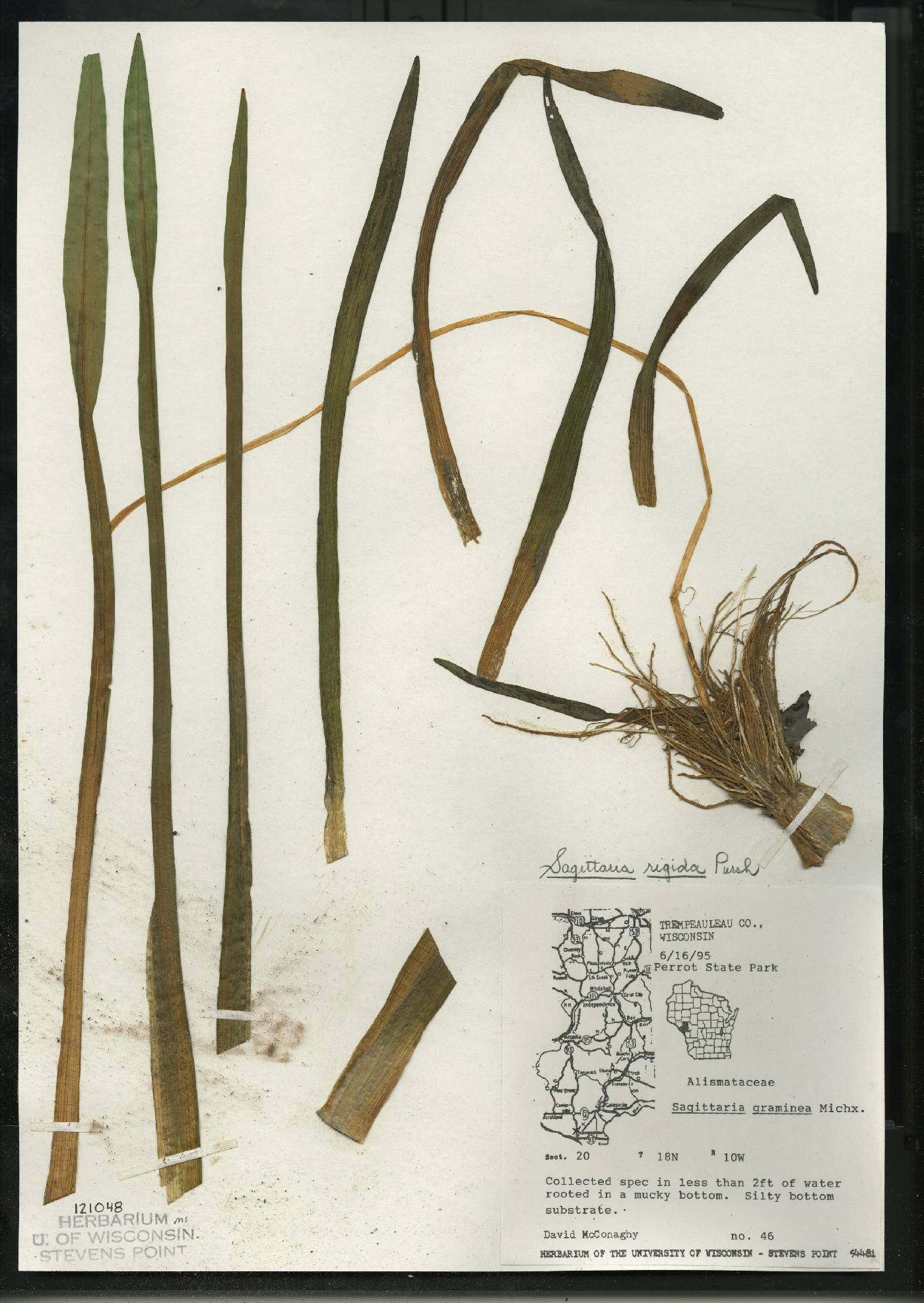 Sagittaria rigida image
