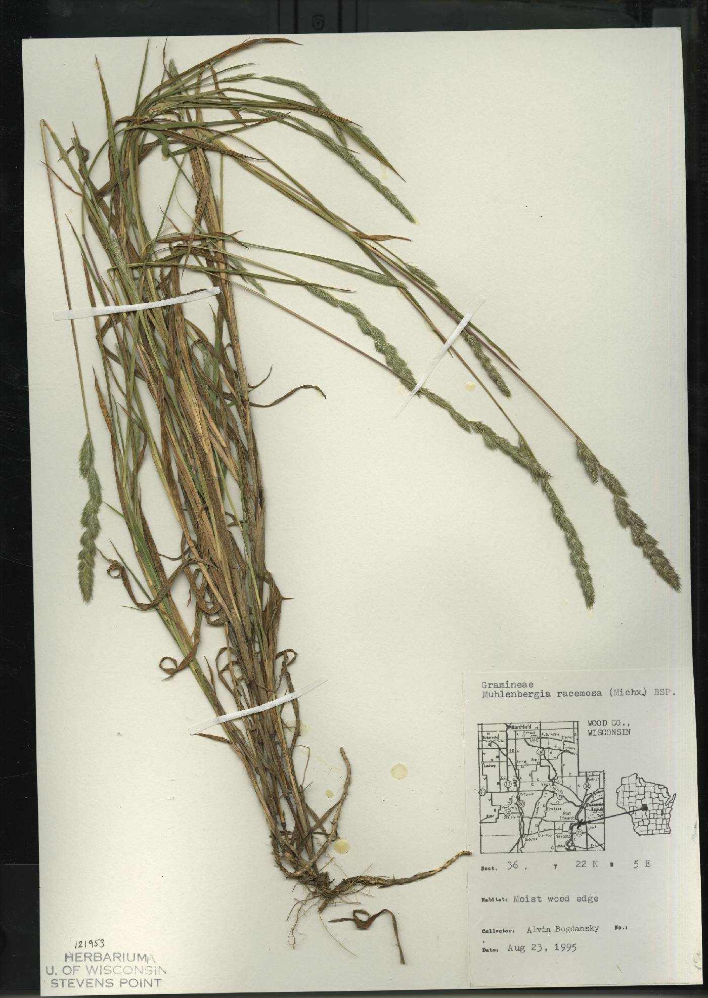 Muhlenbergia racemosa image