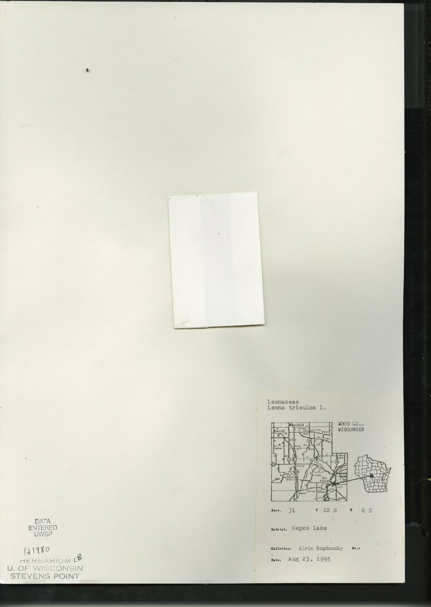 Lemna trisulca image