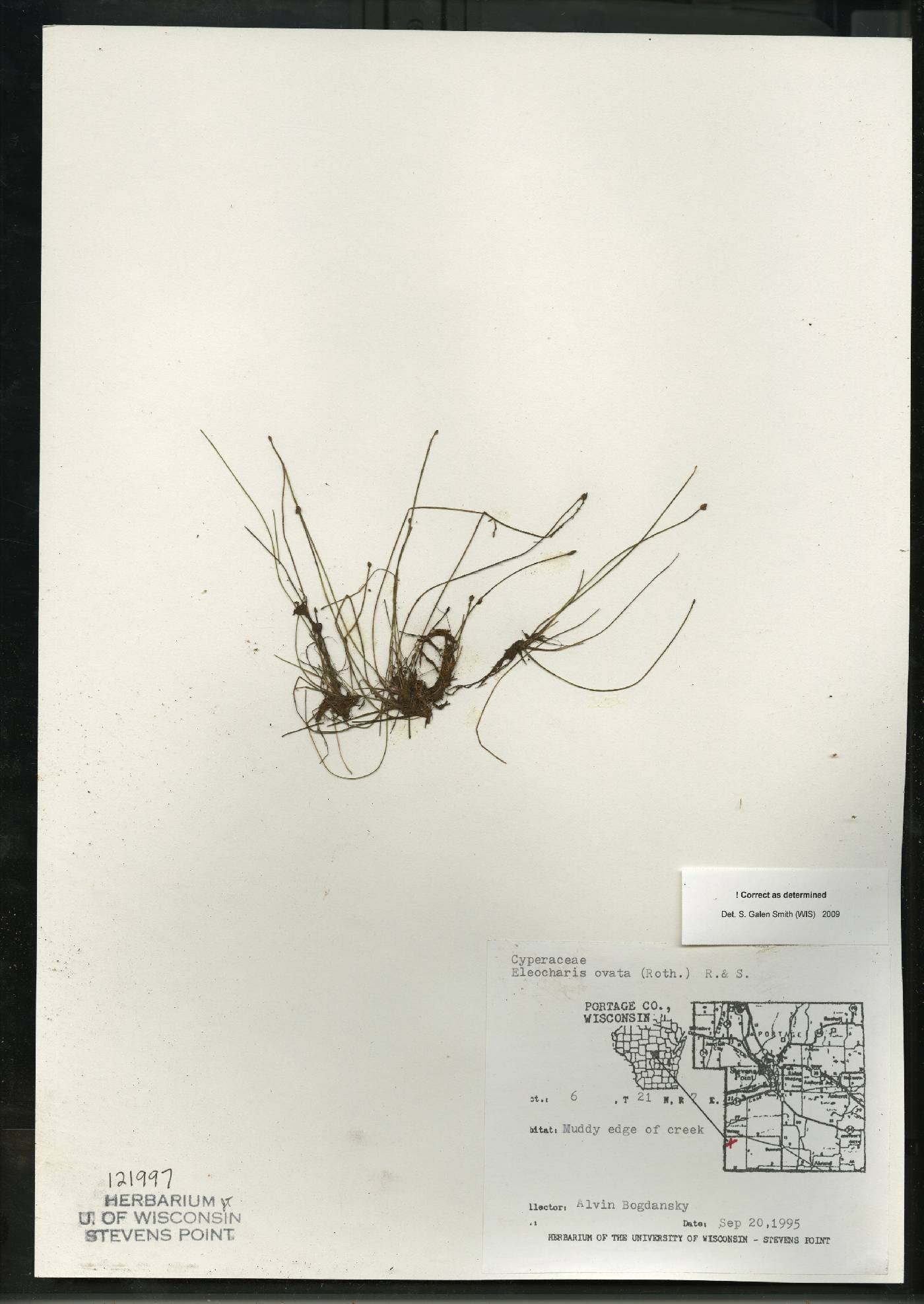 Eleocharis ovata image