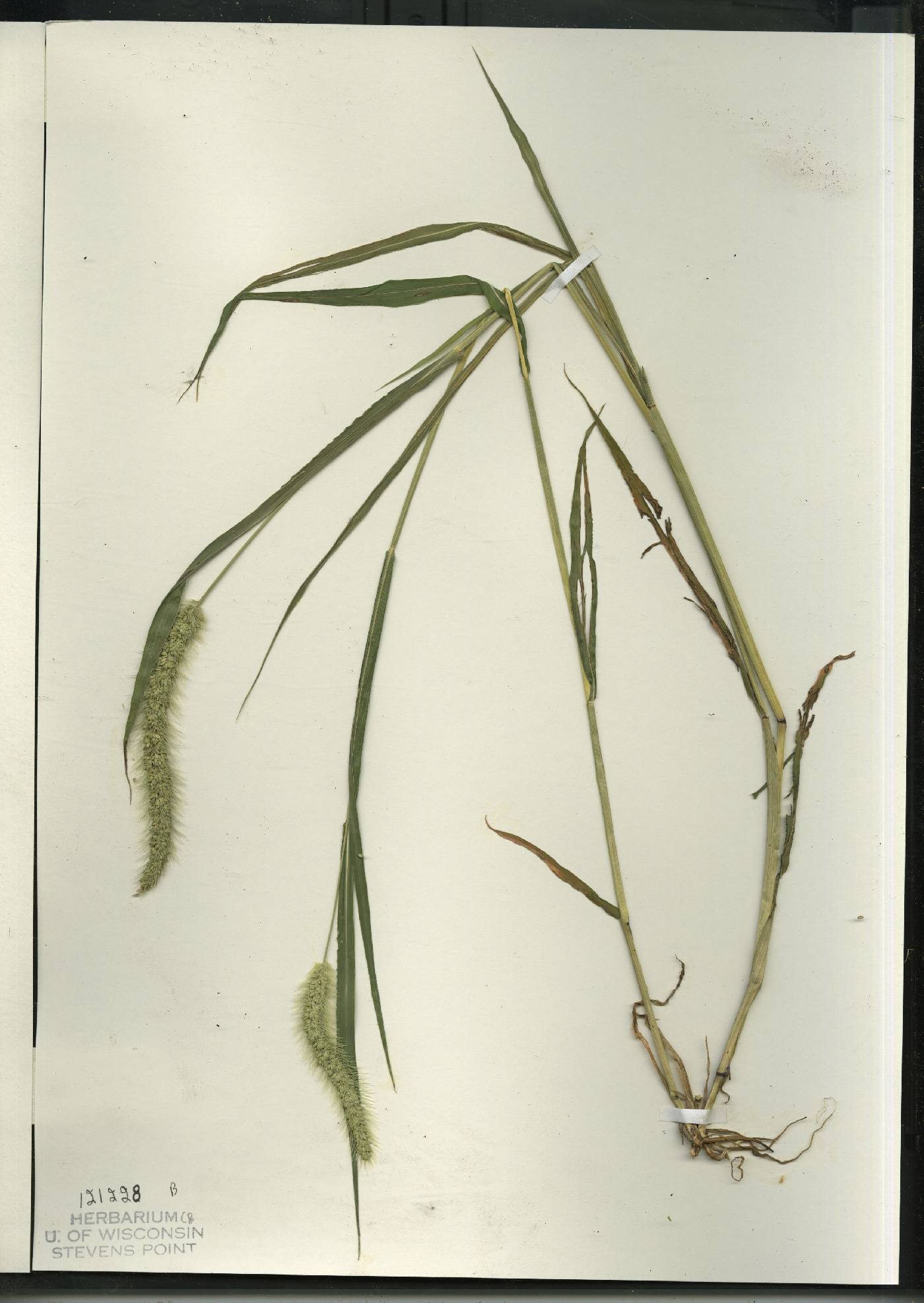 Setaria verticillata image