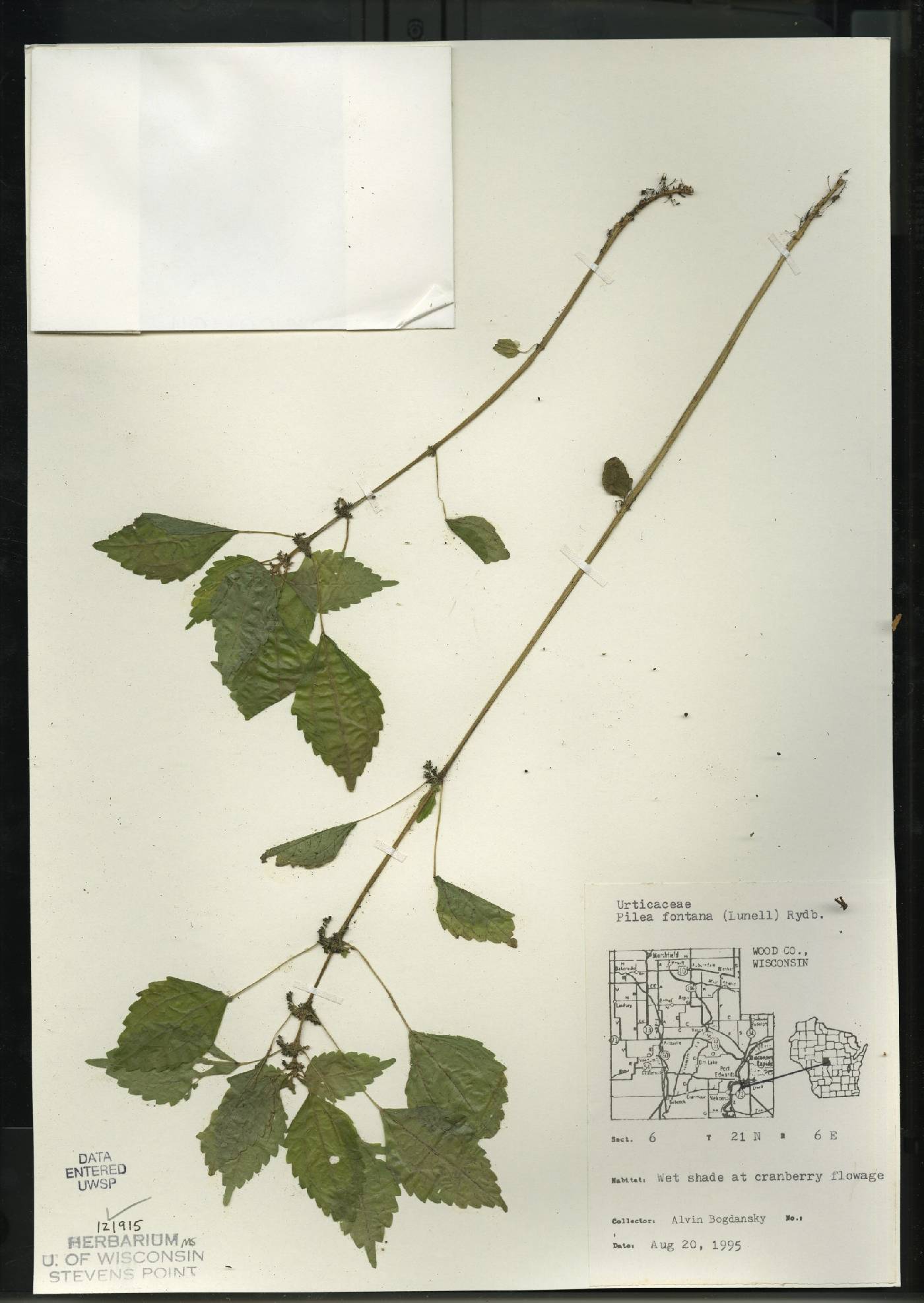 Pilea fontana image