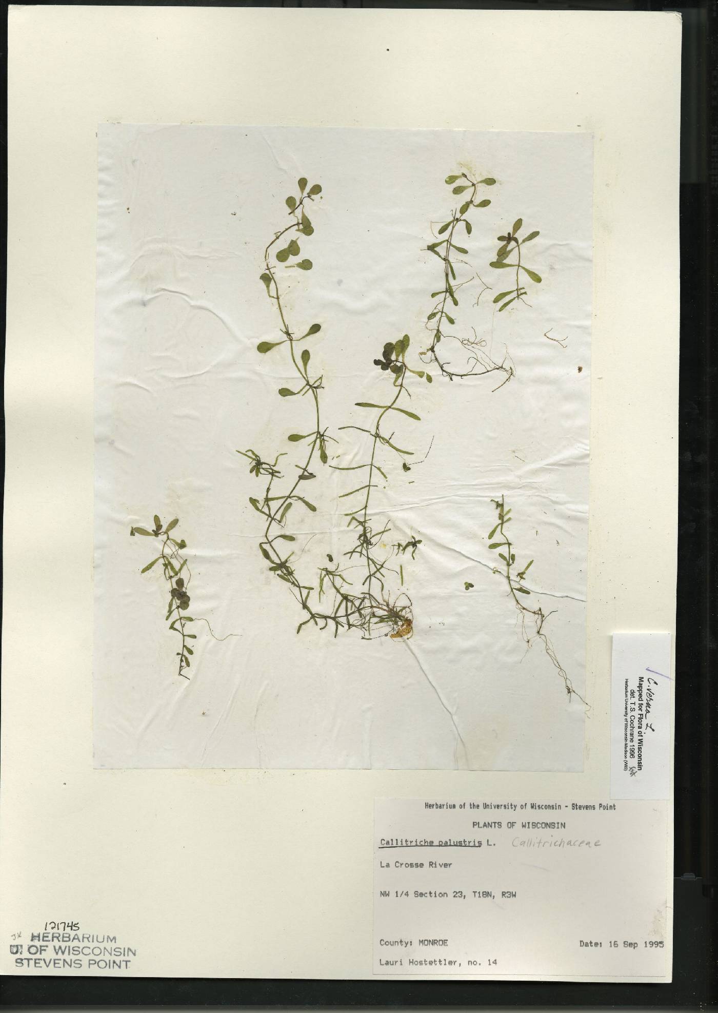 Callitriche palustris image