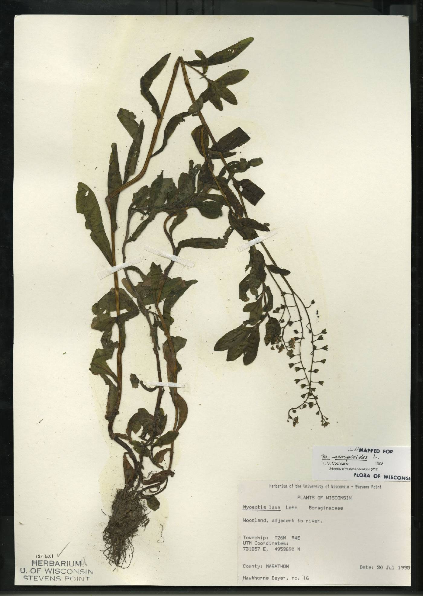 Myosotis laxa image