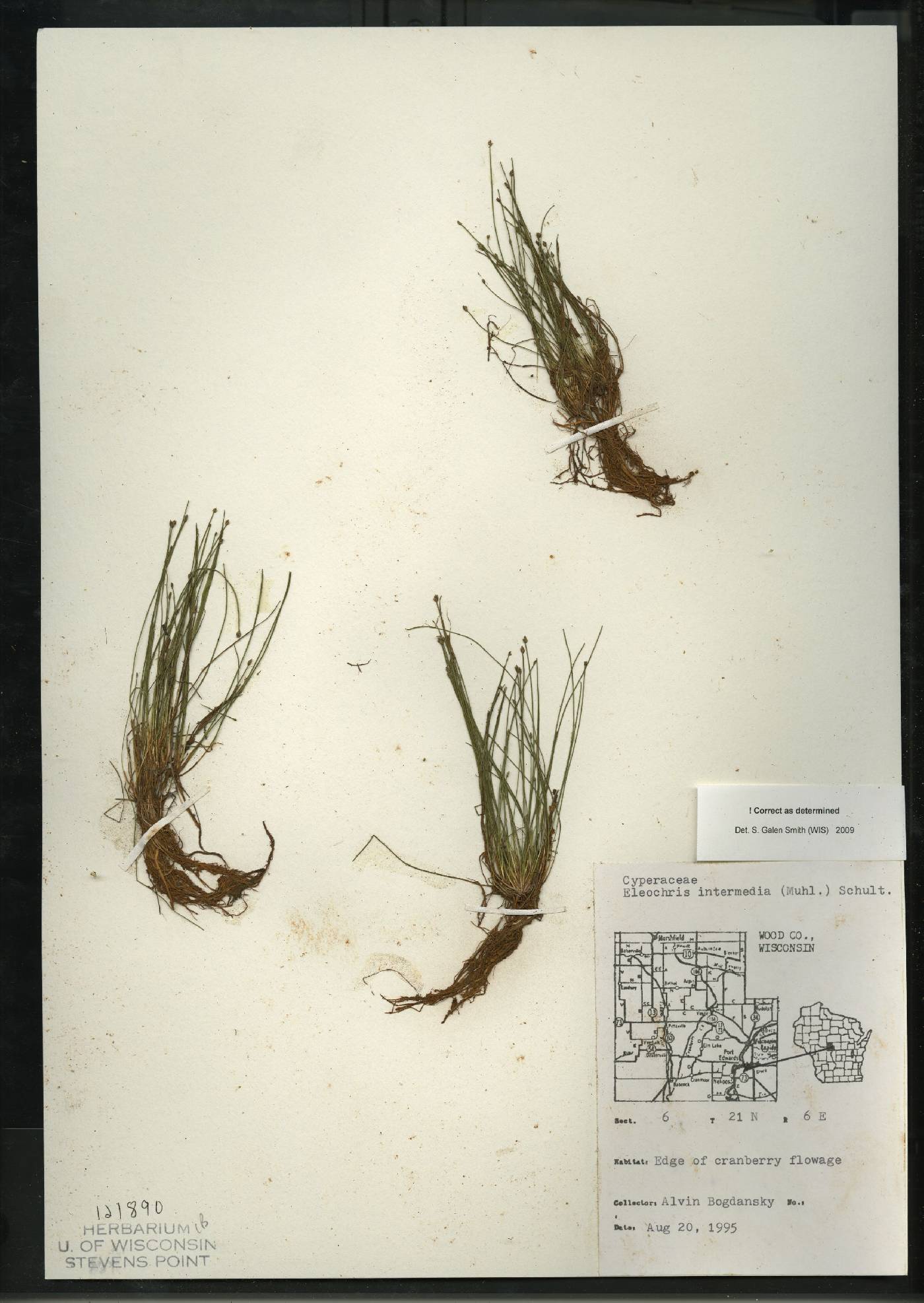 Eleocharis intermedia image