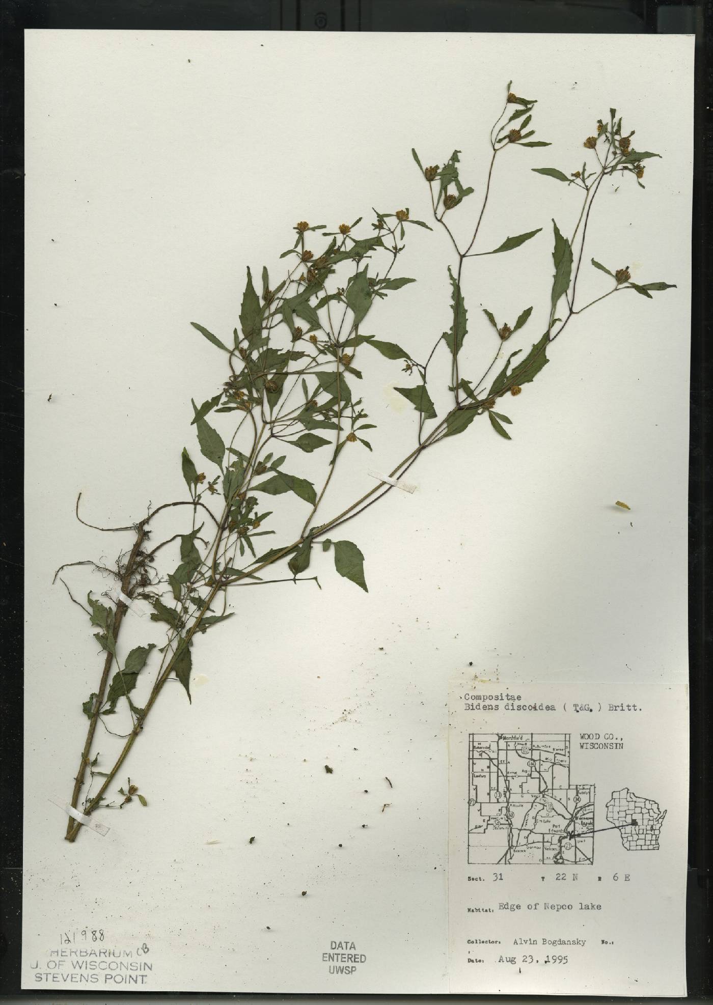 Bidens discoidea image