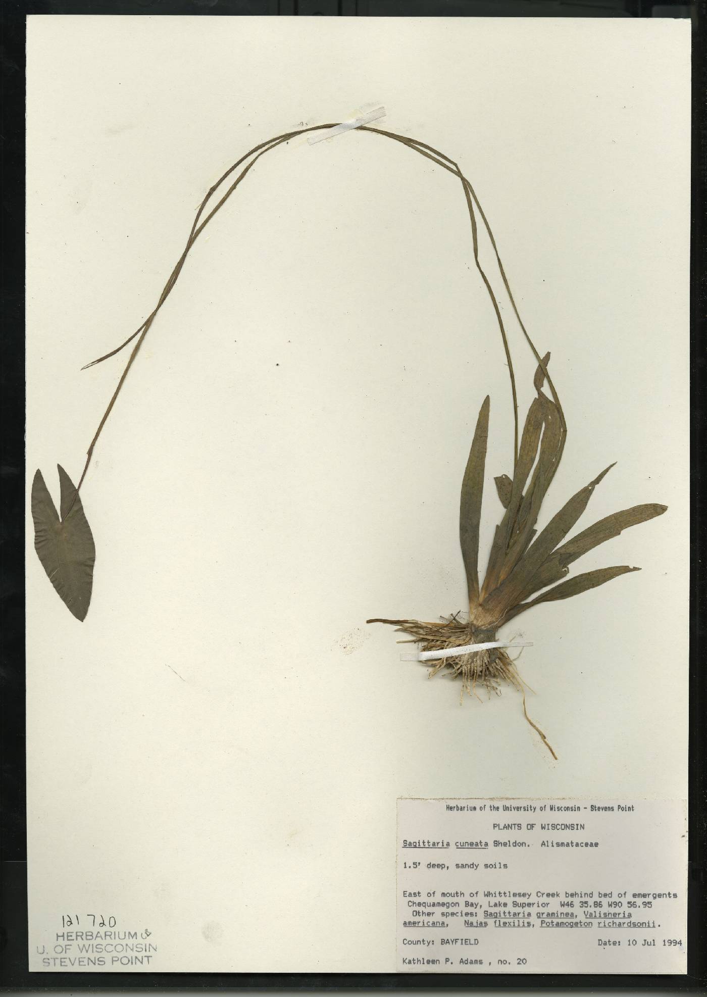 Sagittaria cuneata image