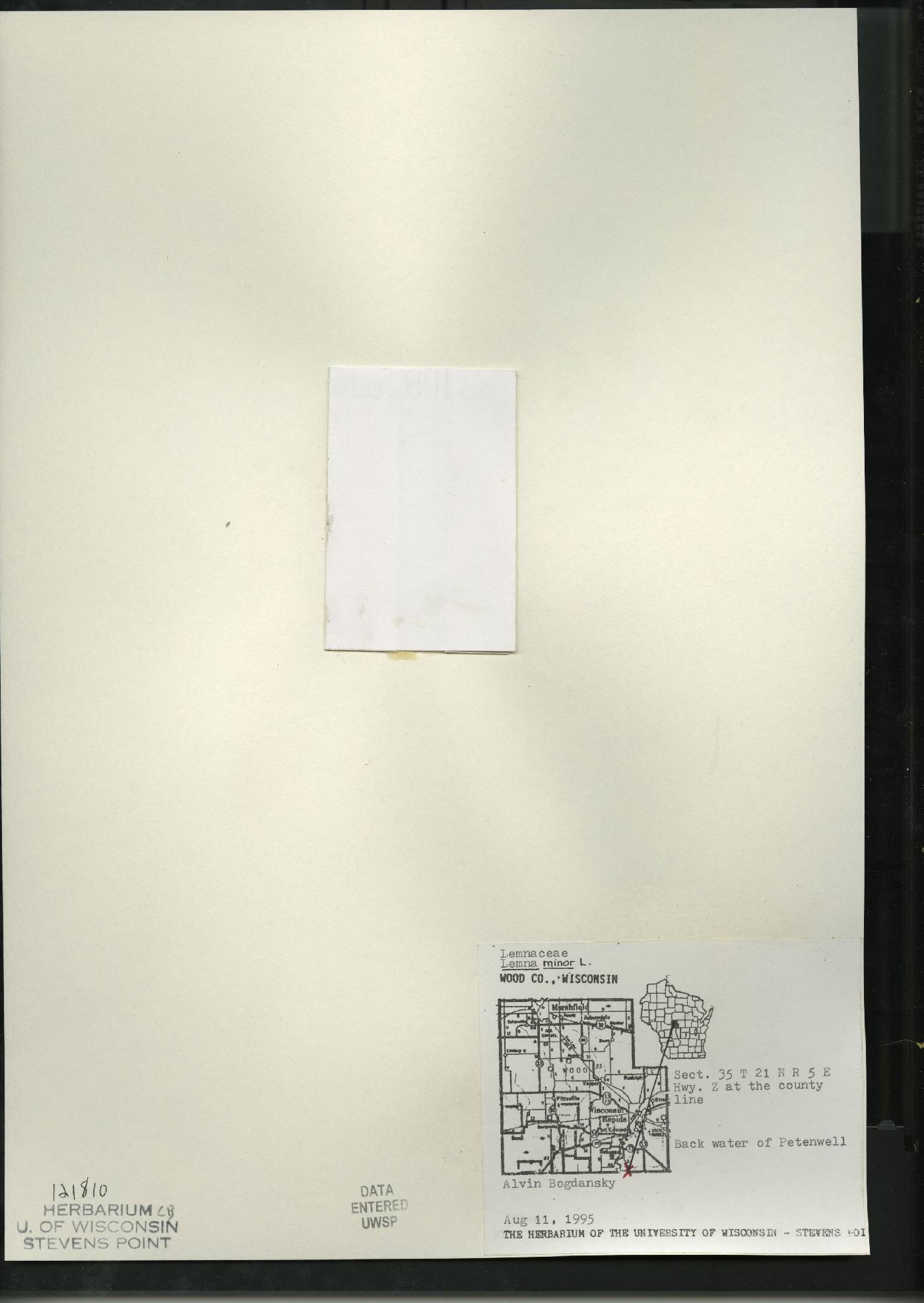 Lemna minor image