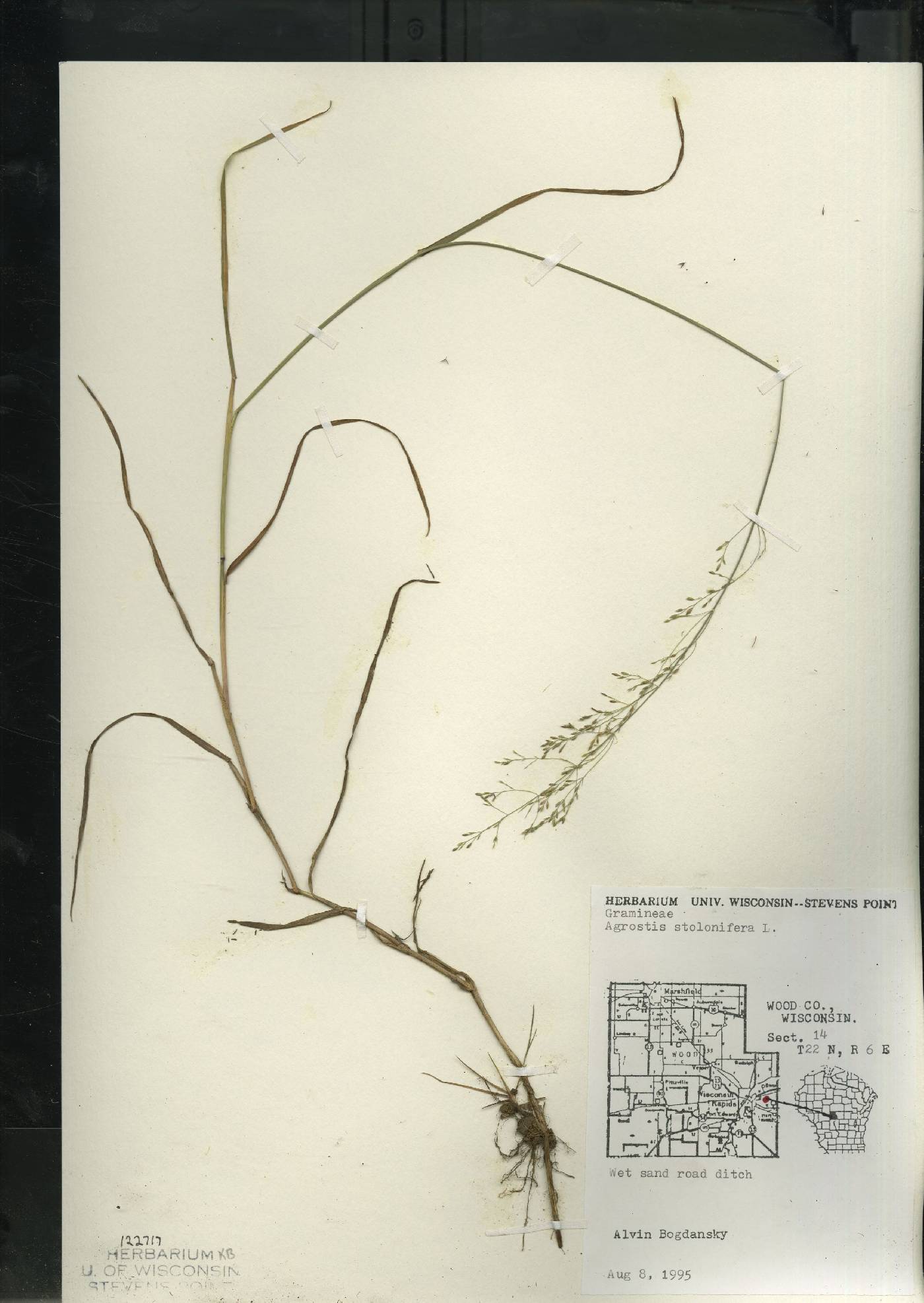 Agrostis stolonifera image