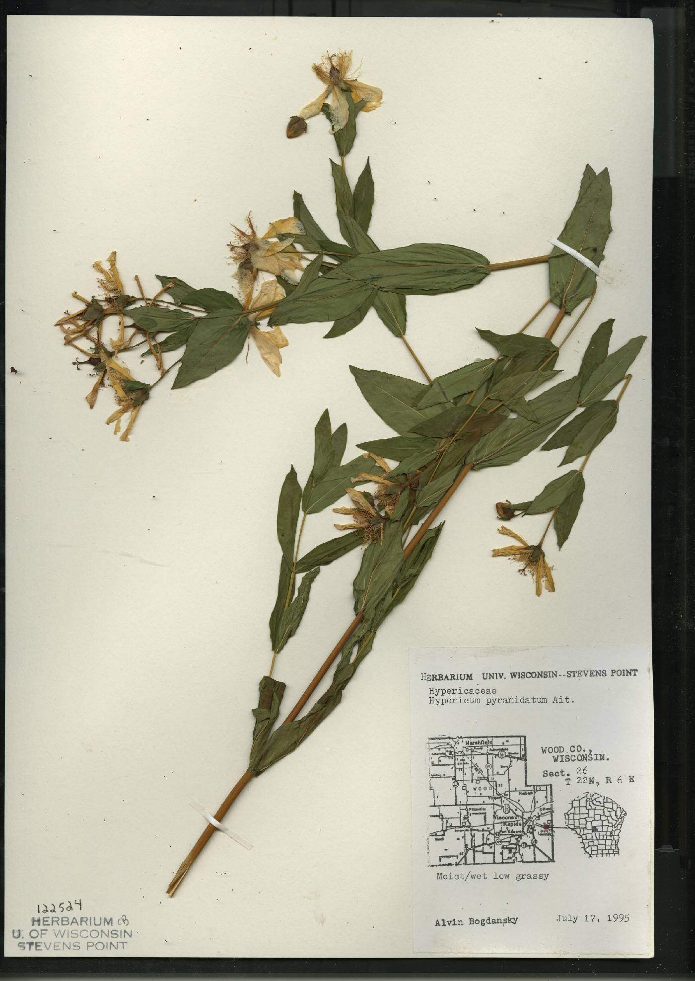 Hypericum ascyron image