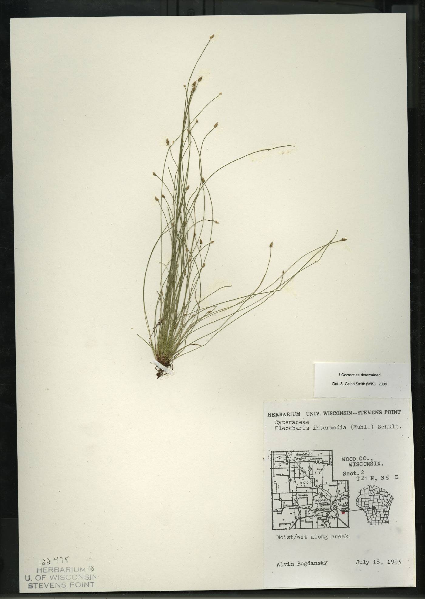 Eleocharis intermedia image