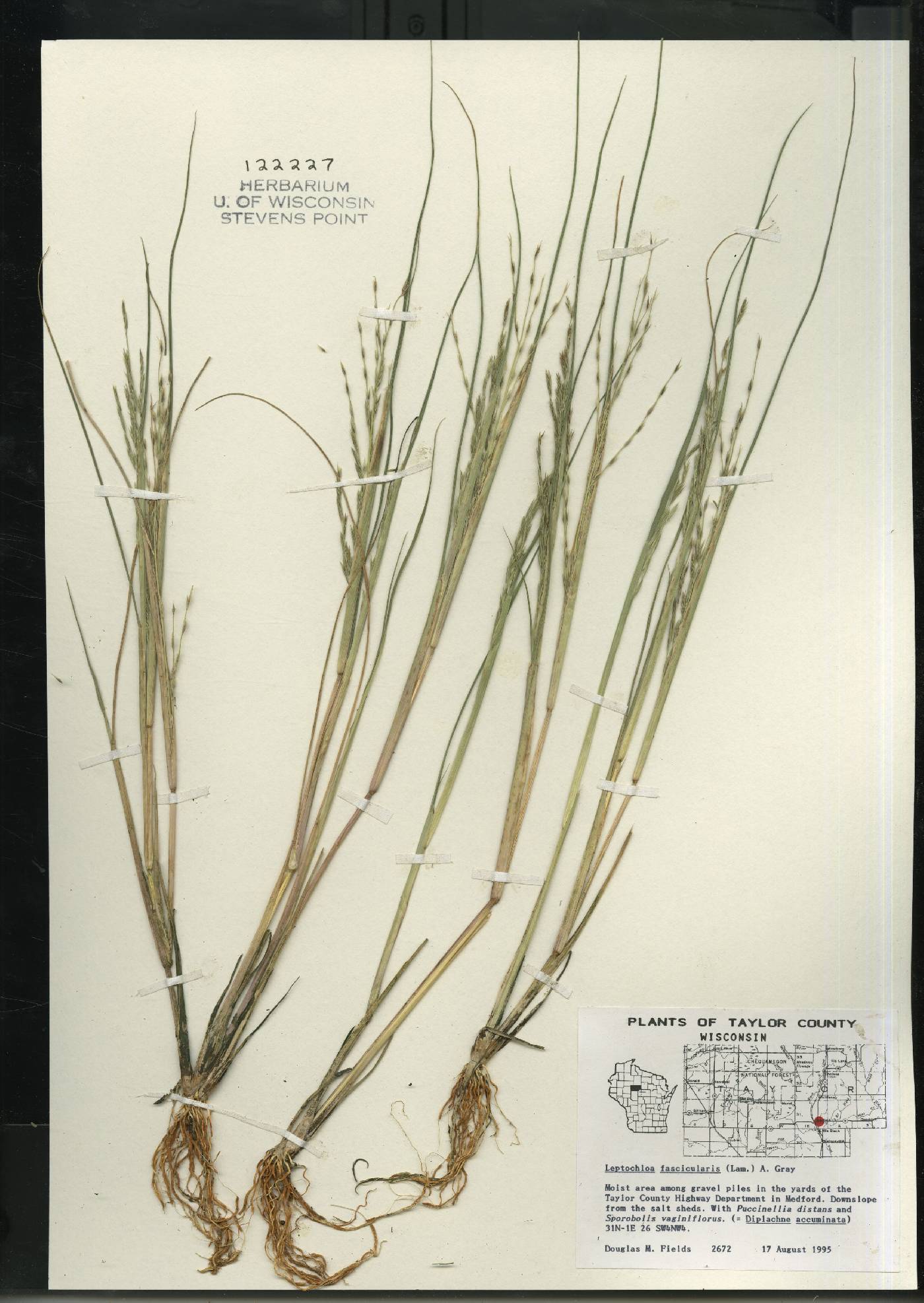 Diplachne fusca subsp. fascicularis image