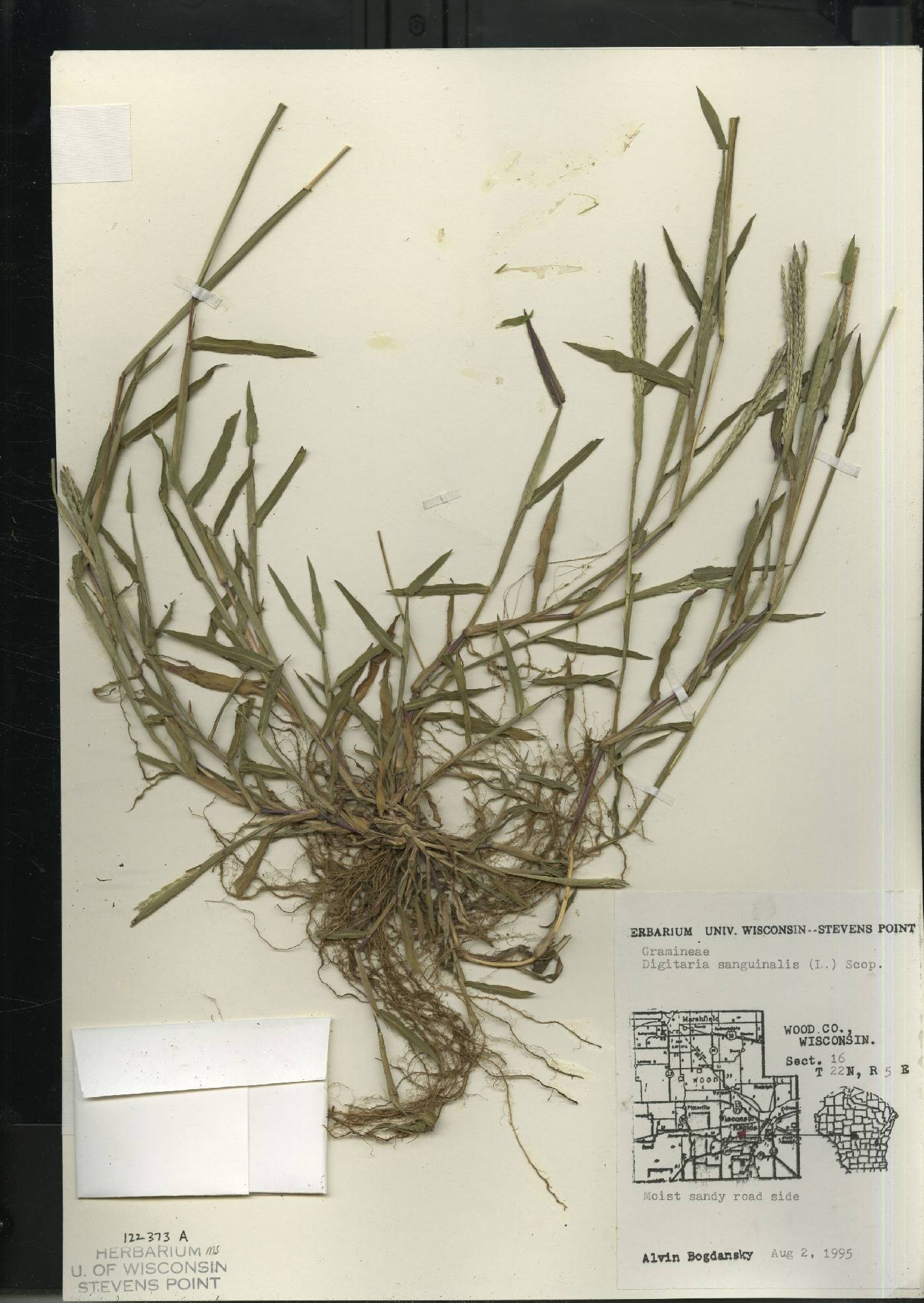 Digitaria sanguinalis image
