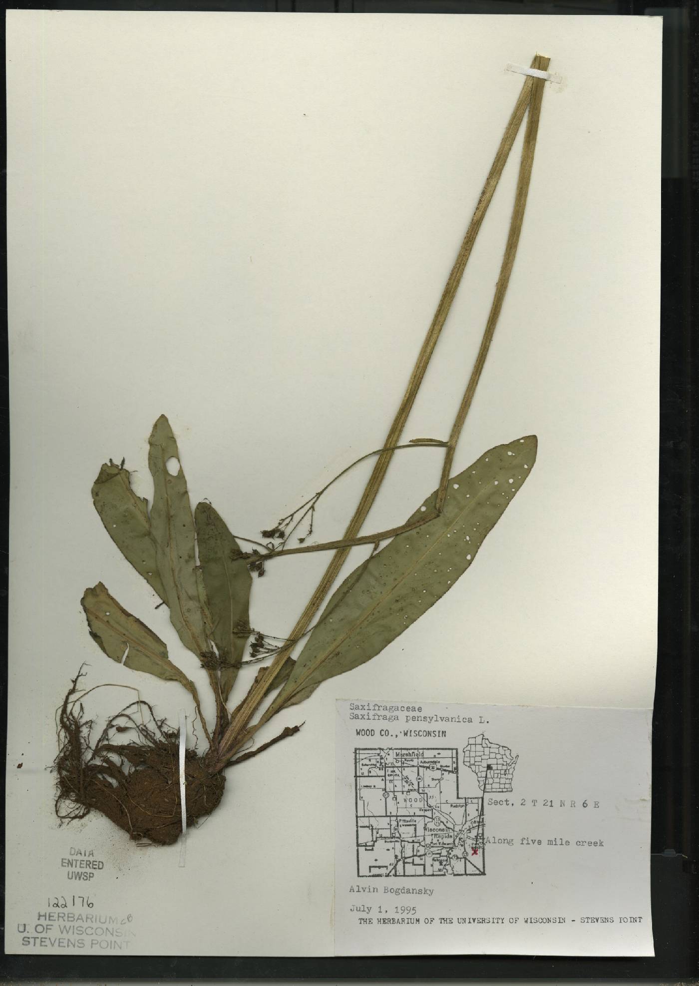 Micranthes pensylvanica image