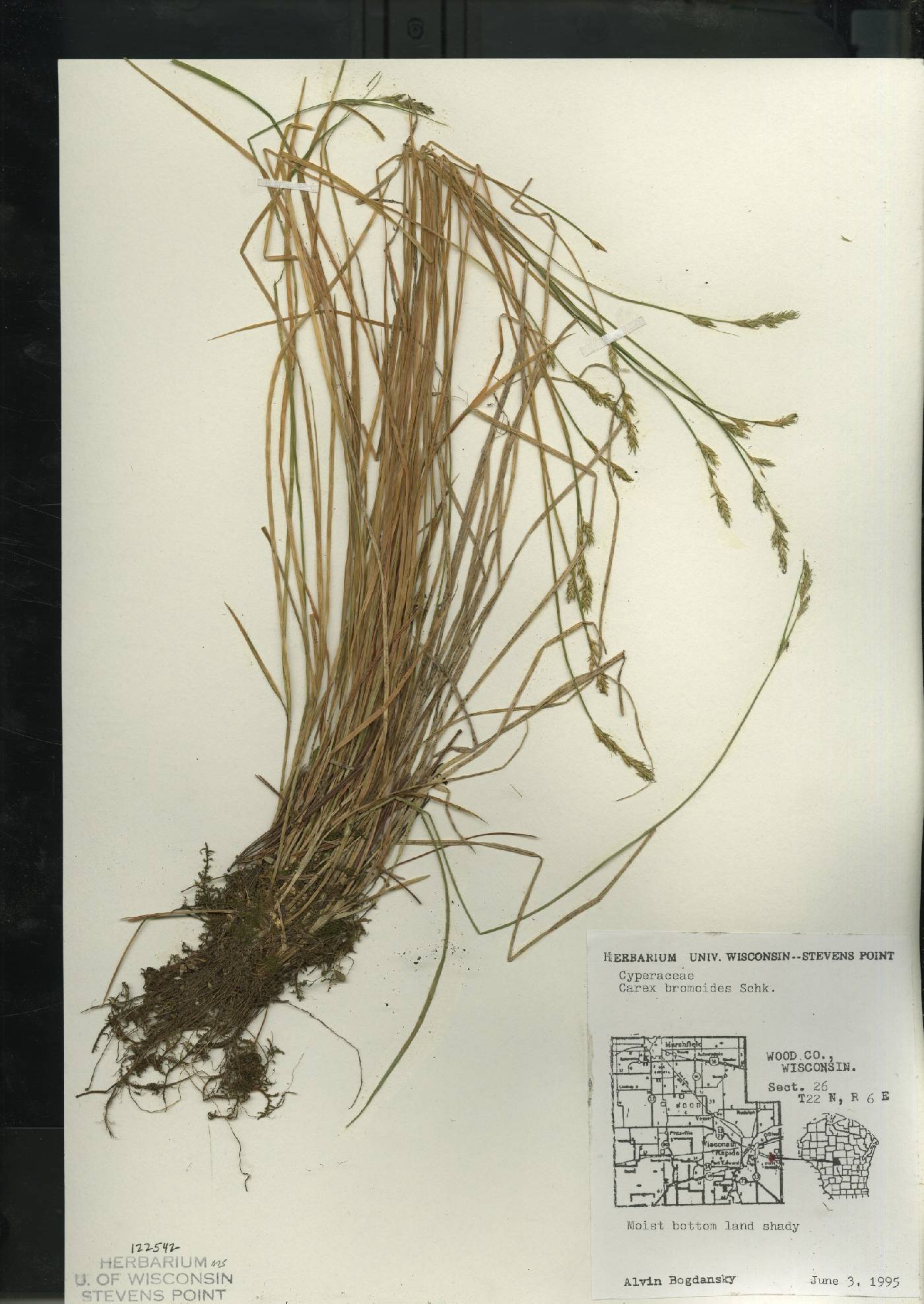 Carex bromoides image