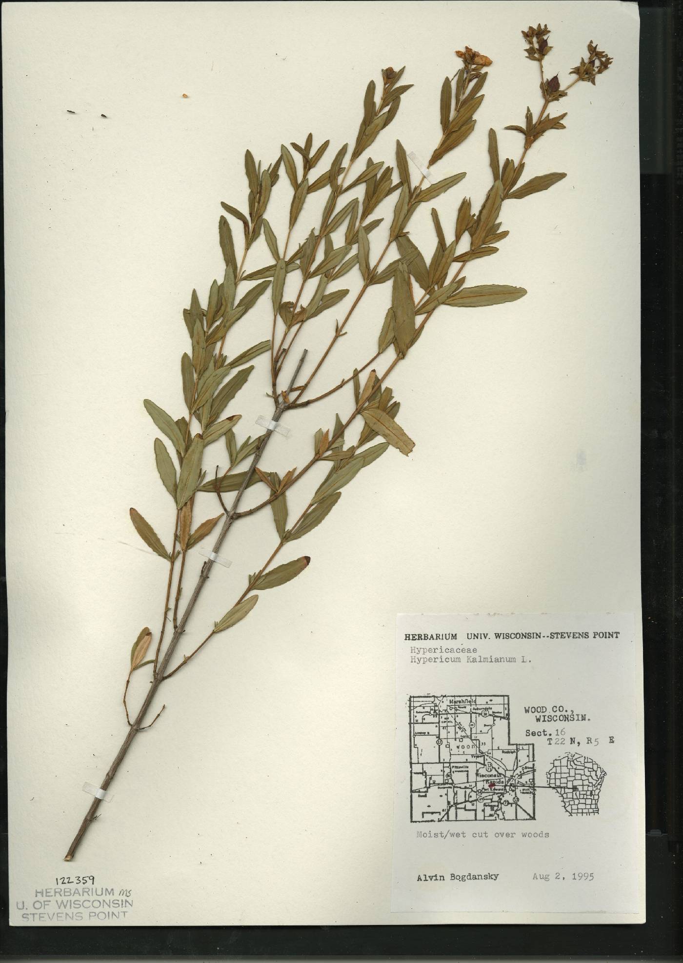 Hypericum kalmianum image