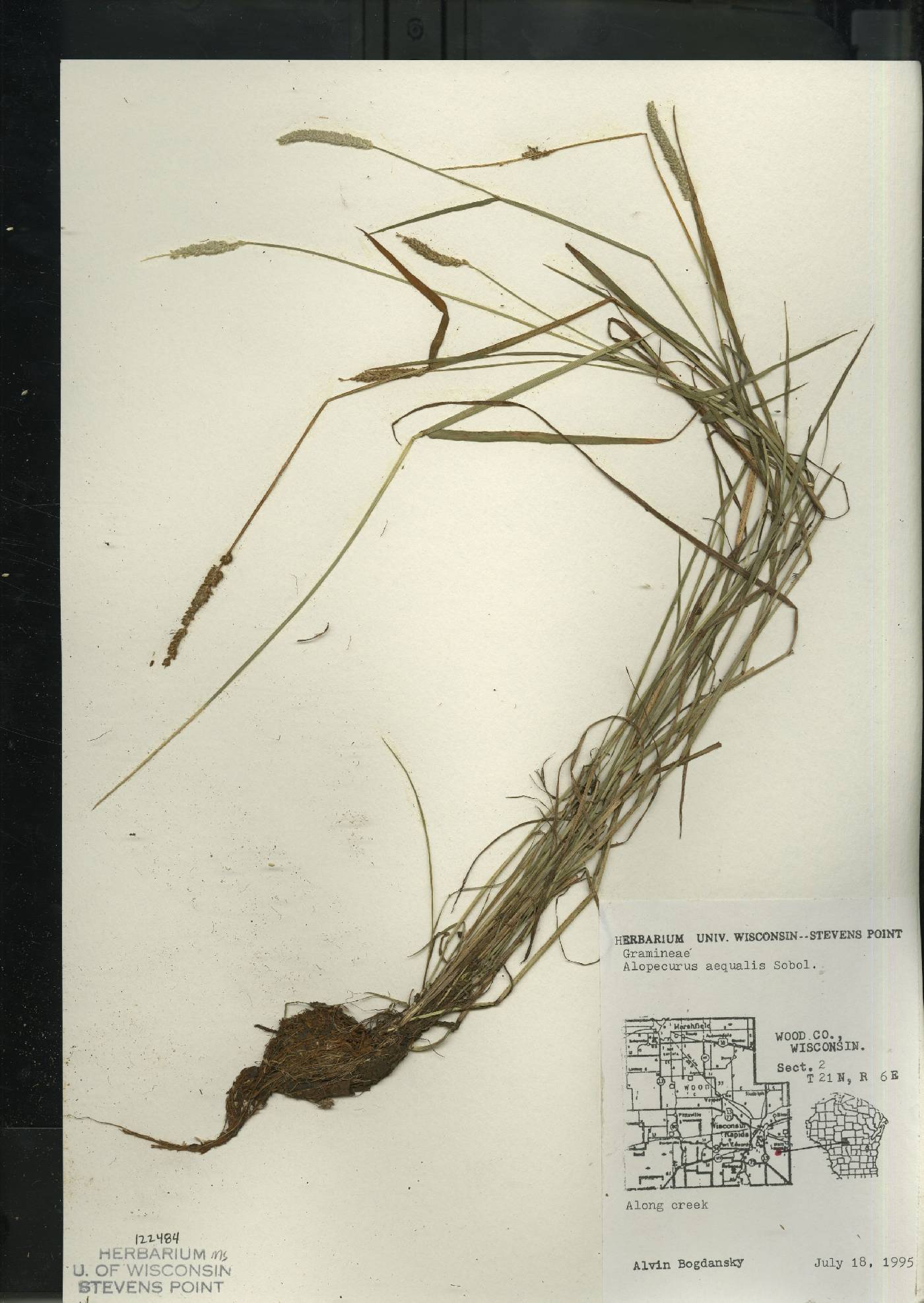 Alopecurus aequalis image