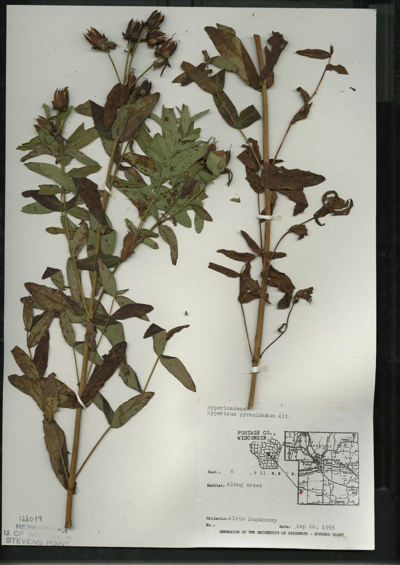Hypericum ascyron image