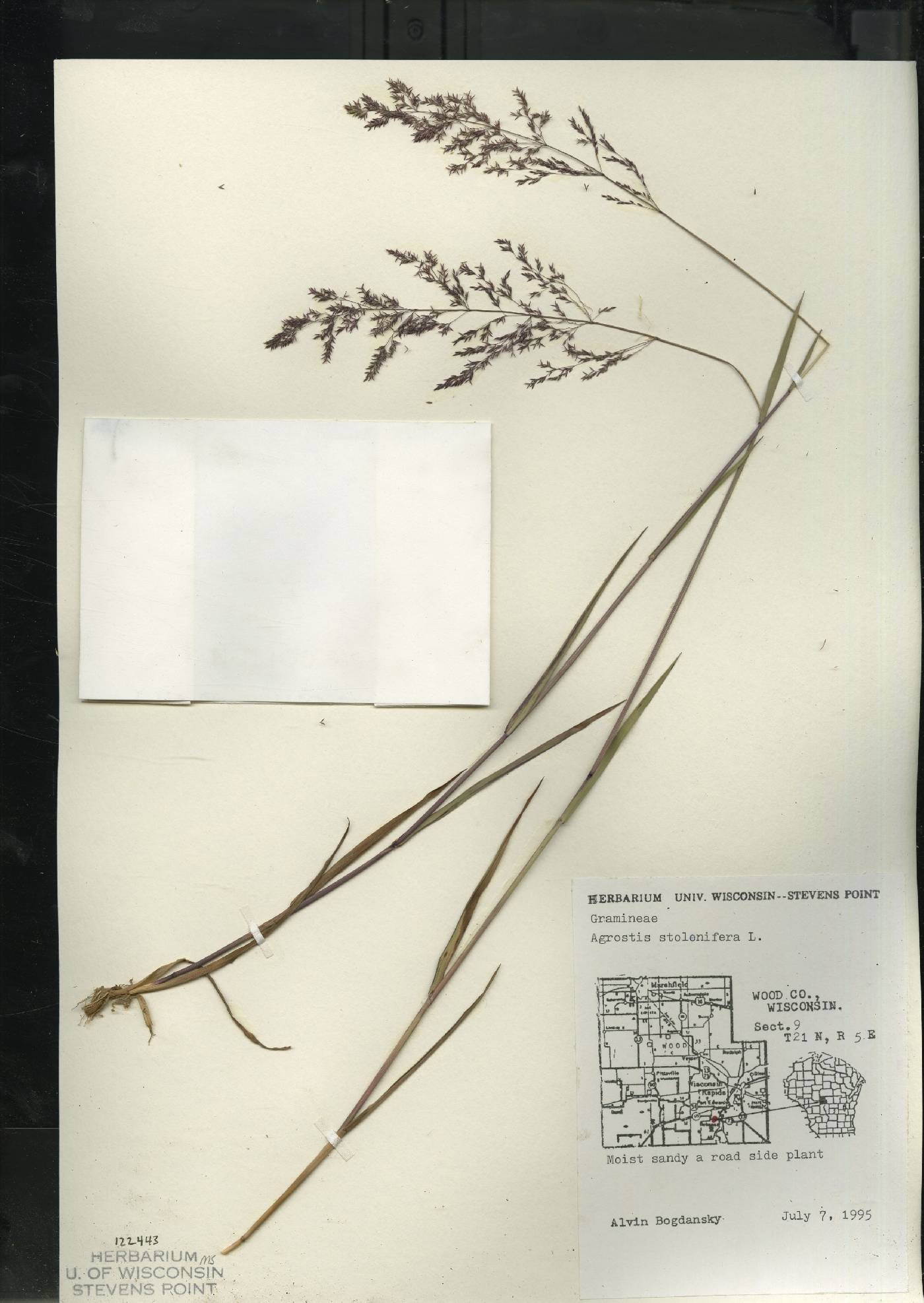 Agrostis stolonifera image