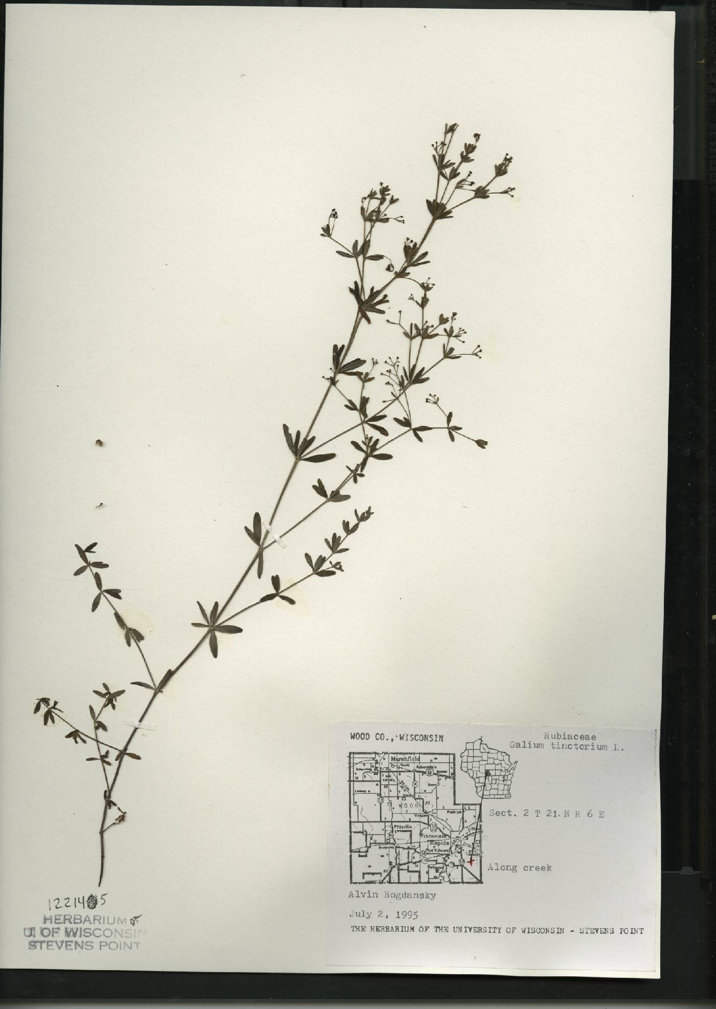 Galium tinctorium image