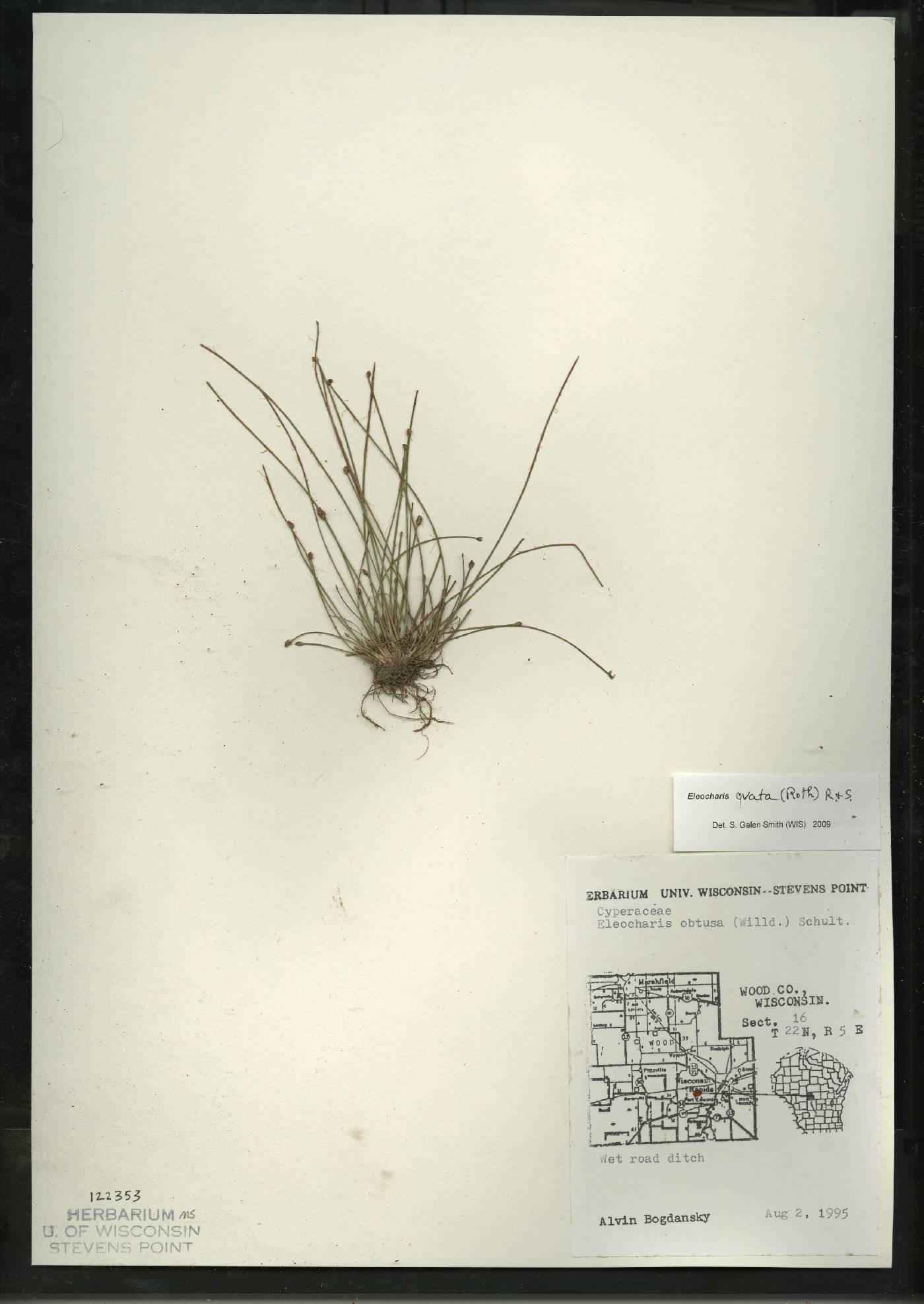 Eleocharis ovata image