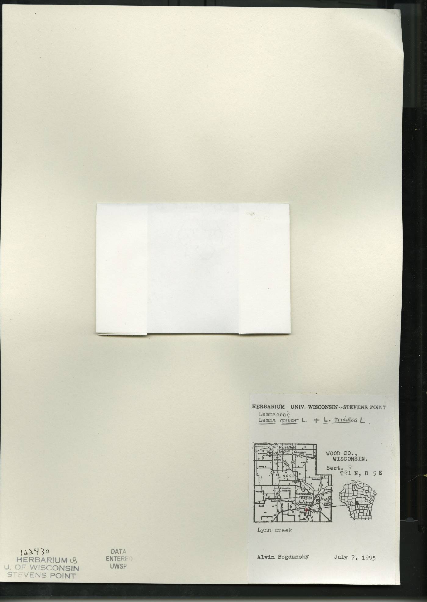 Lemna trisulca image