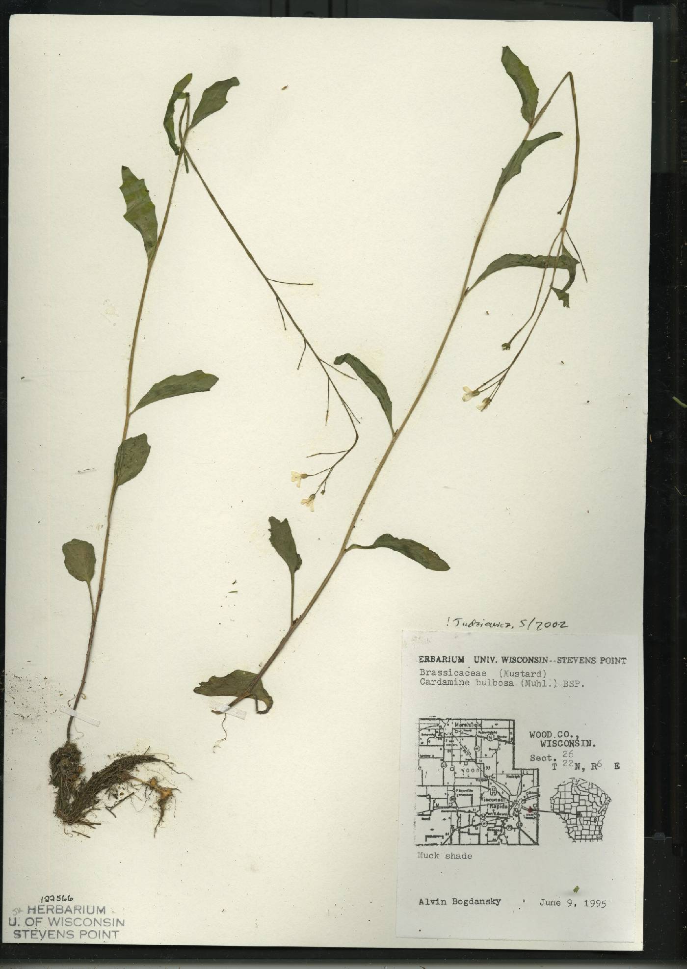 Cardamine bulbosa image