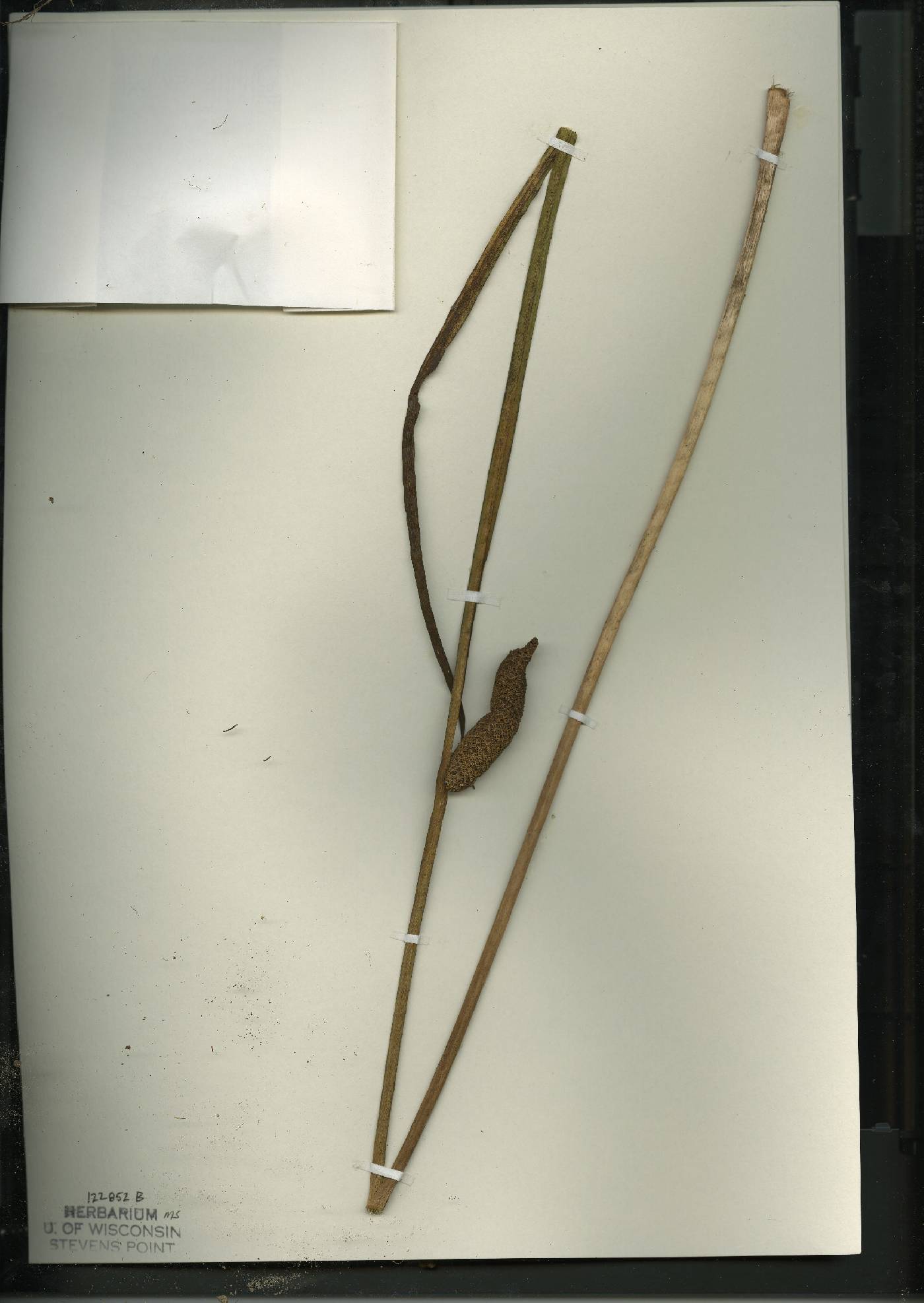 Acorus americanus image