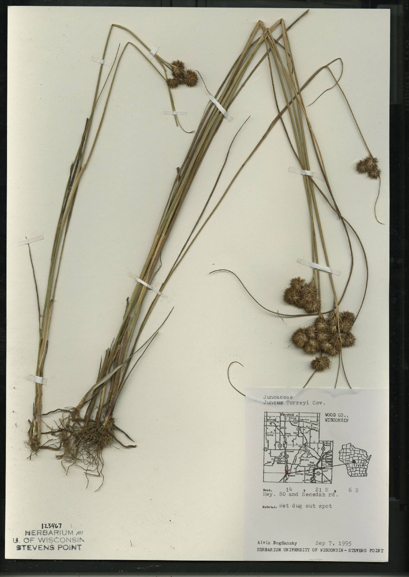 Juncus torreyi image