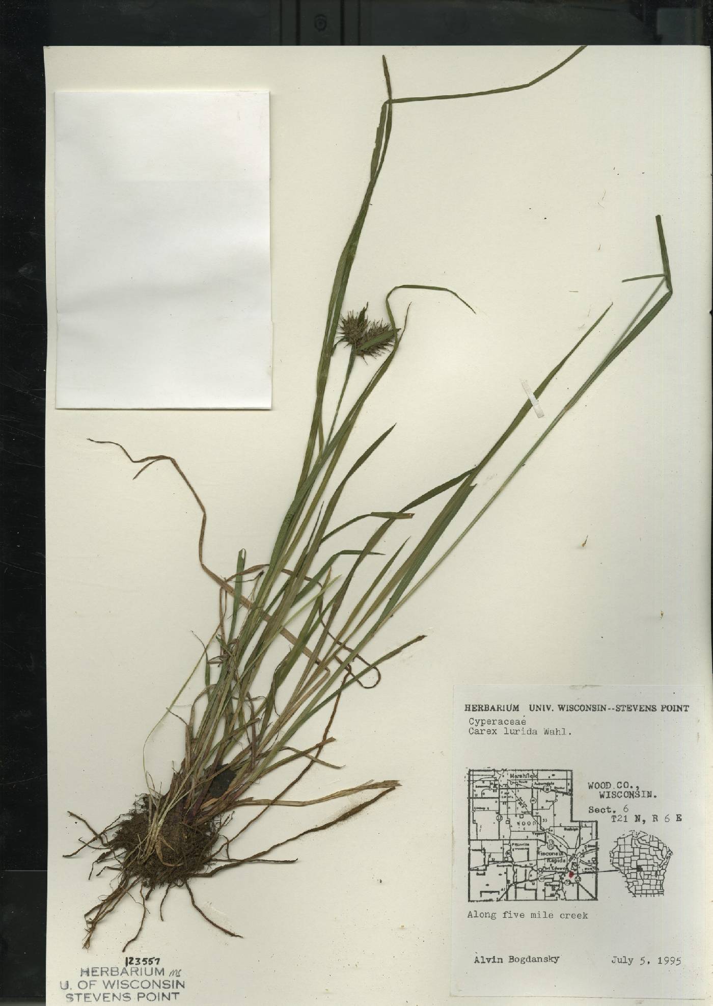 Carex lurida image