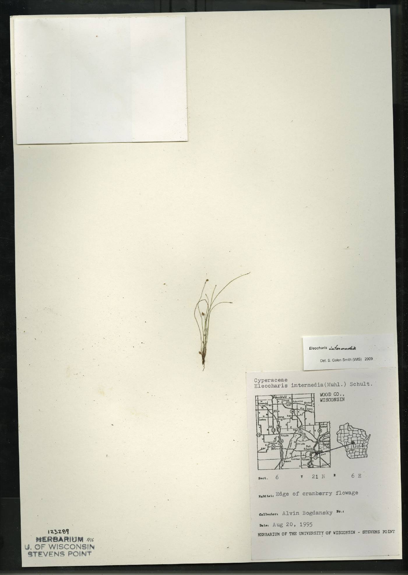 Eleocharis intermedia image