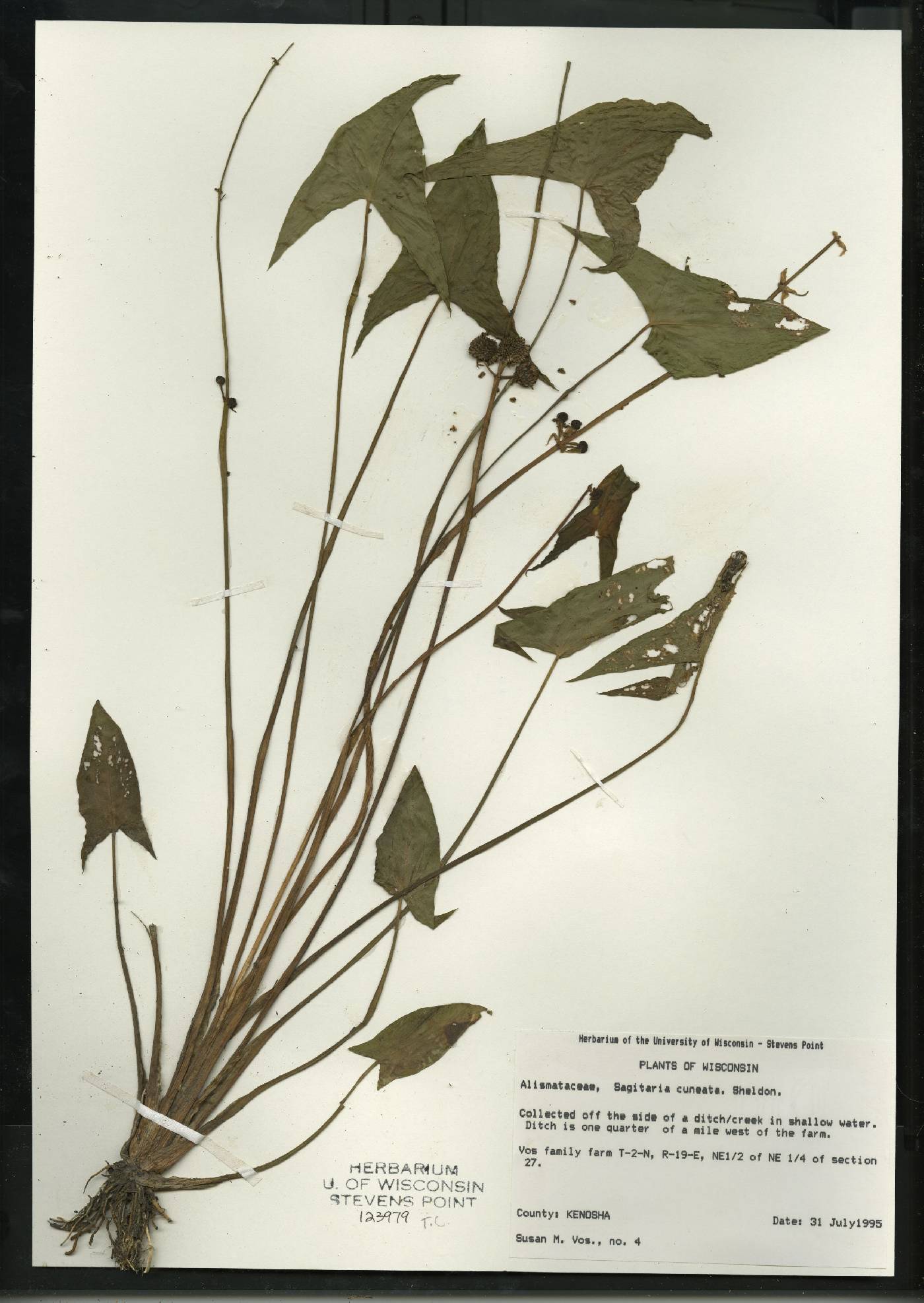 Sagittaria cuneata image