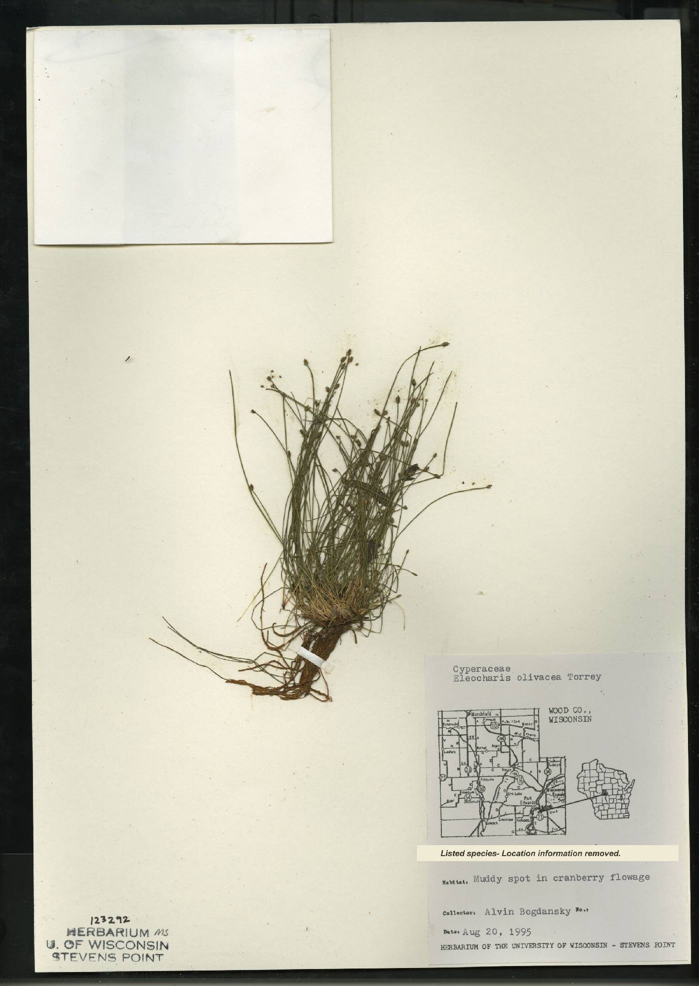 Eleocharis flavescens image