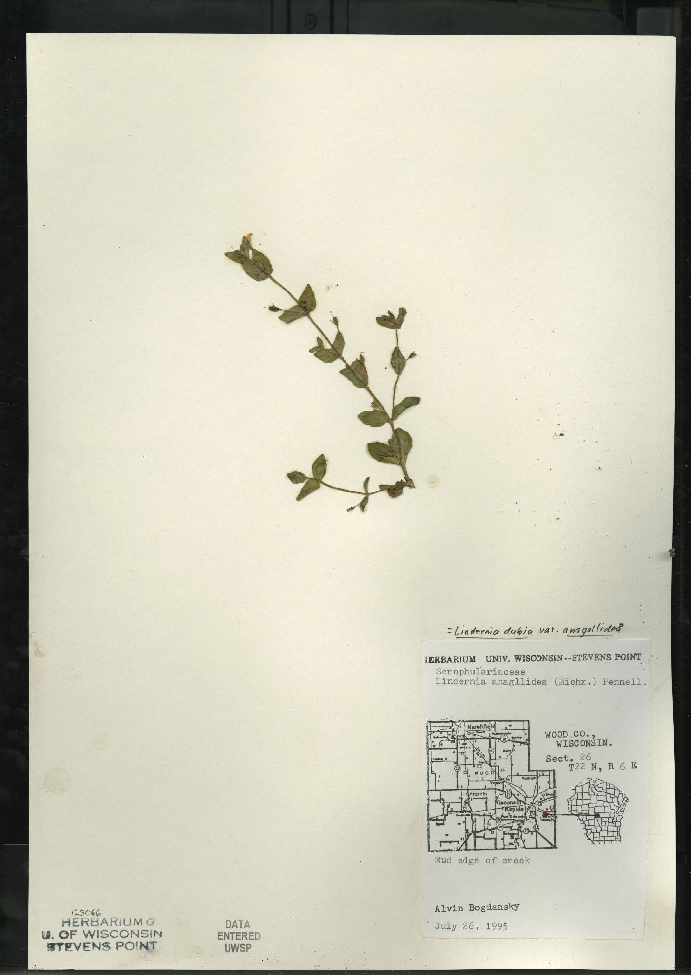 Lindernia dubia image