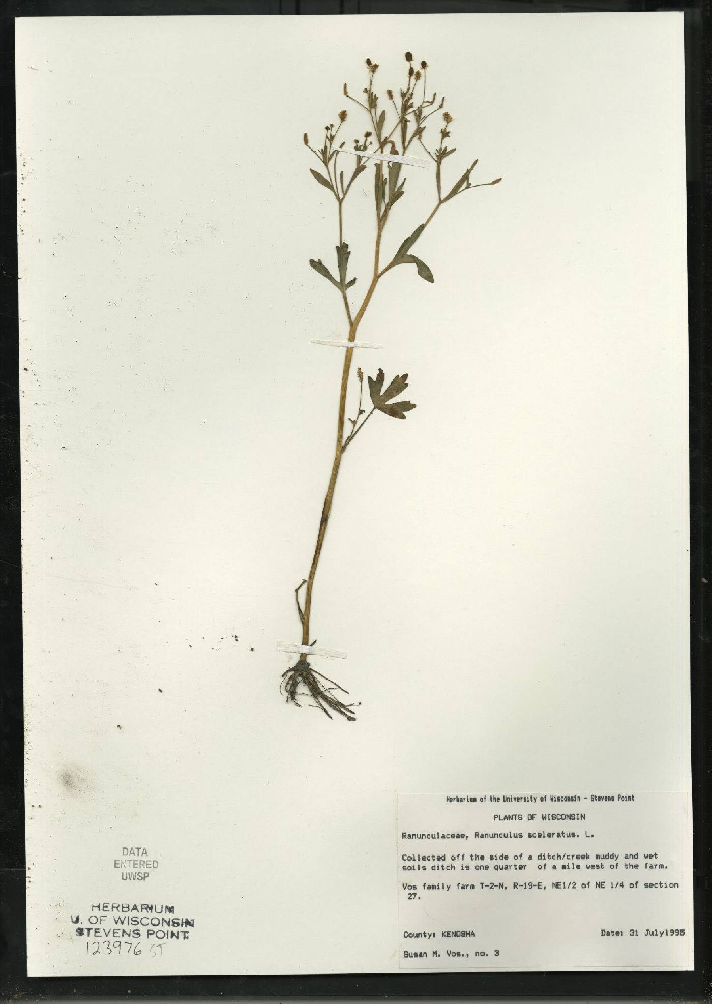 Ranunculus sceleratus image