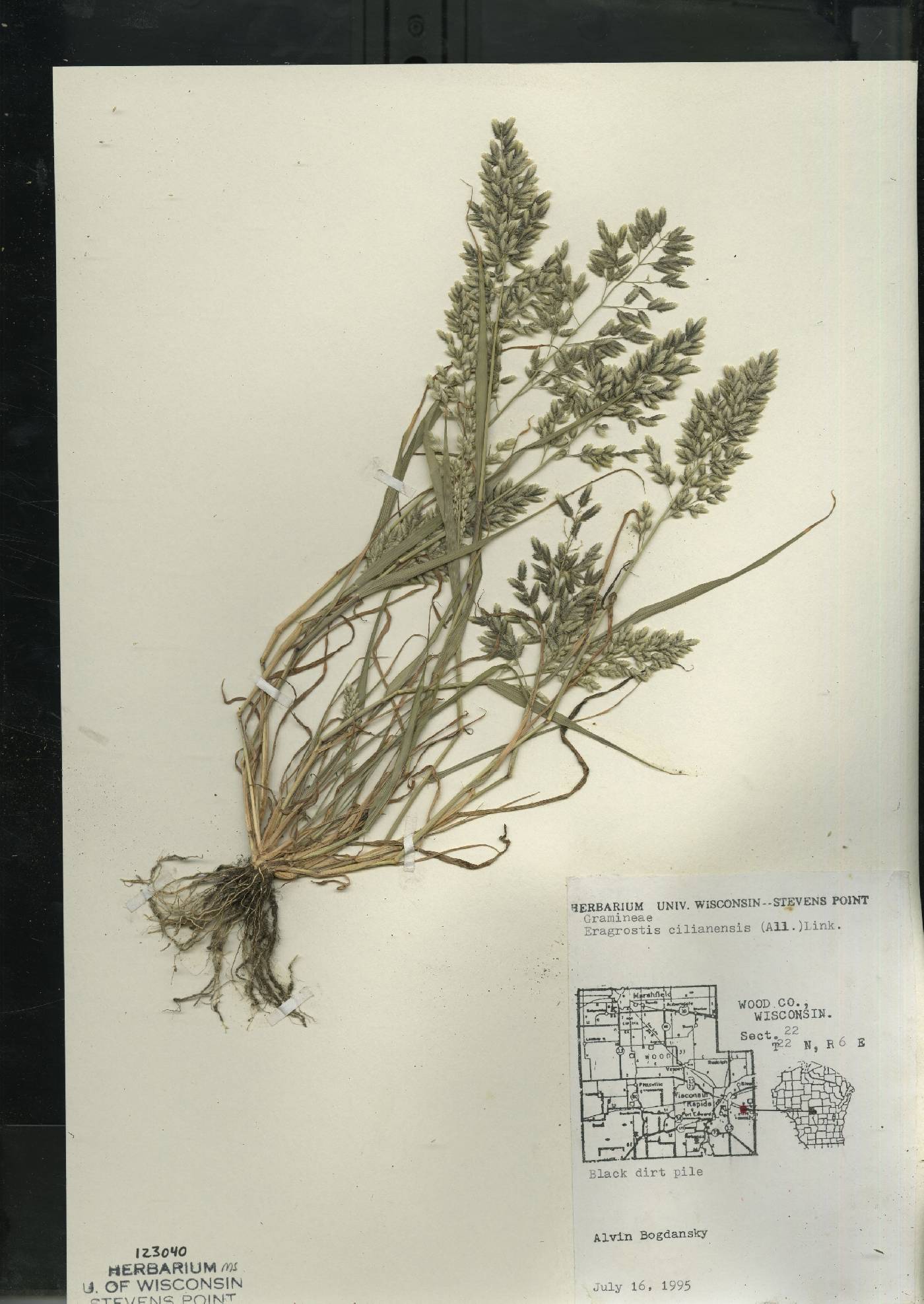 Eragrostis cilianensis image