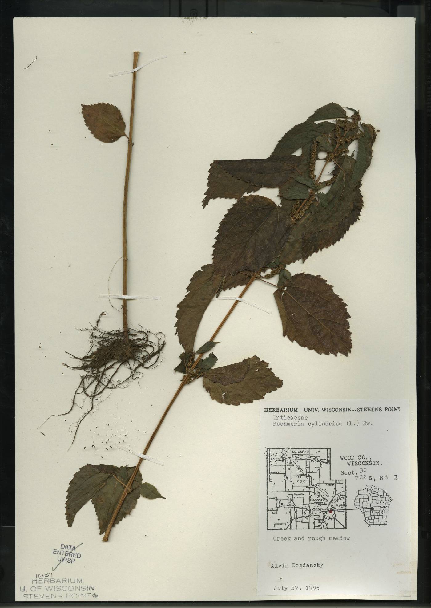 Boehmeria cylindrica image