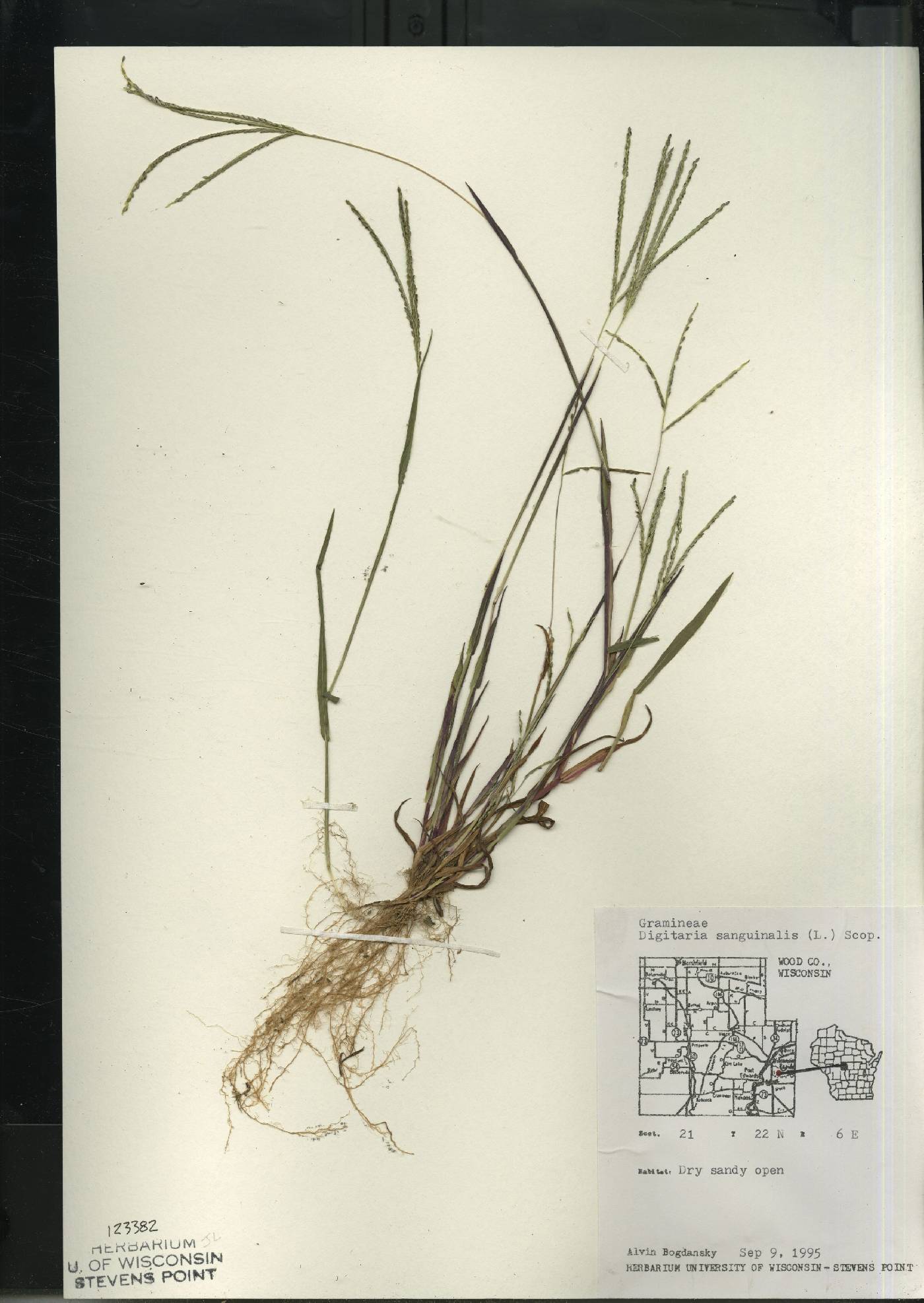 Digitaria sanguinalis image