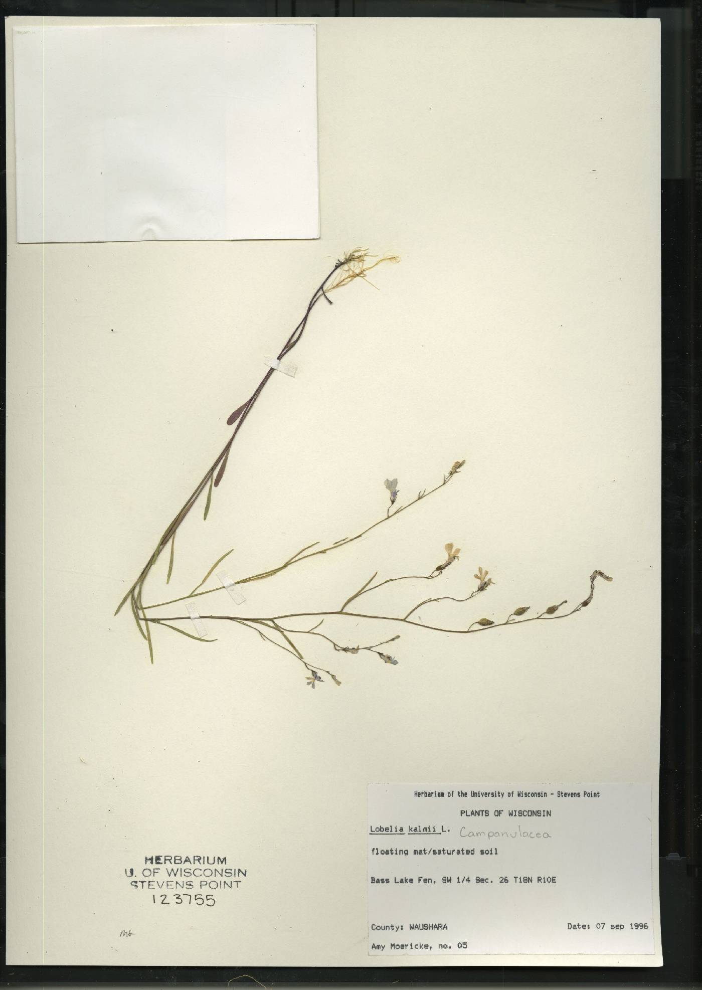 Lobelia kalmii image