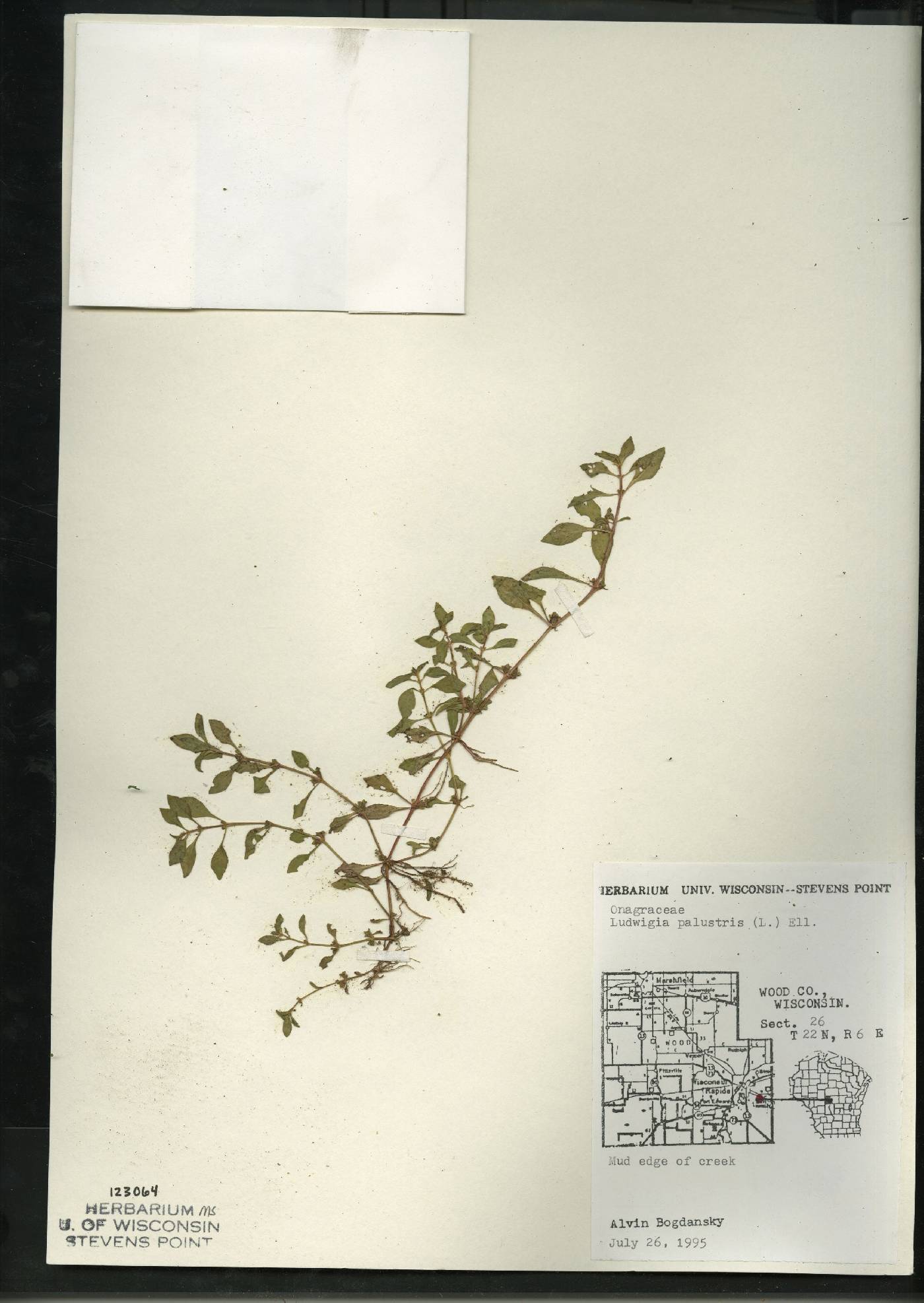 Ludwigia palustris image