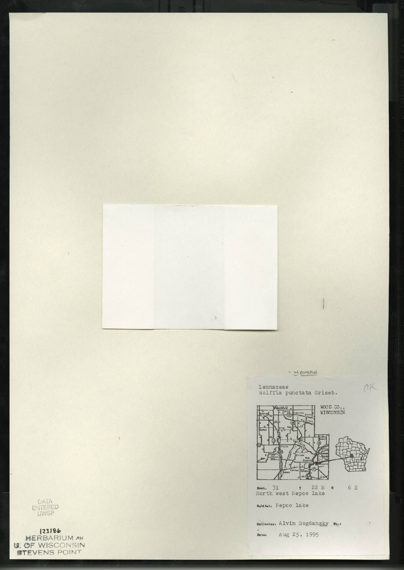 Wolffia borealis image