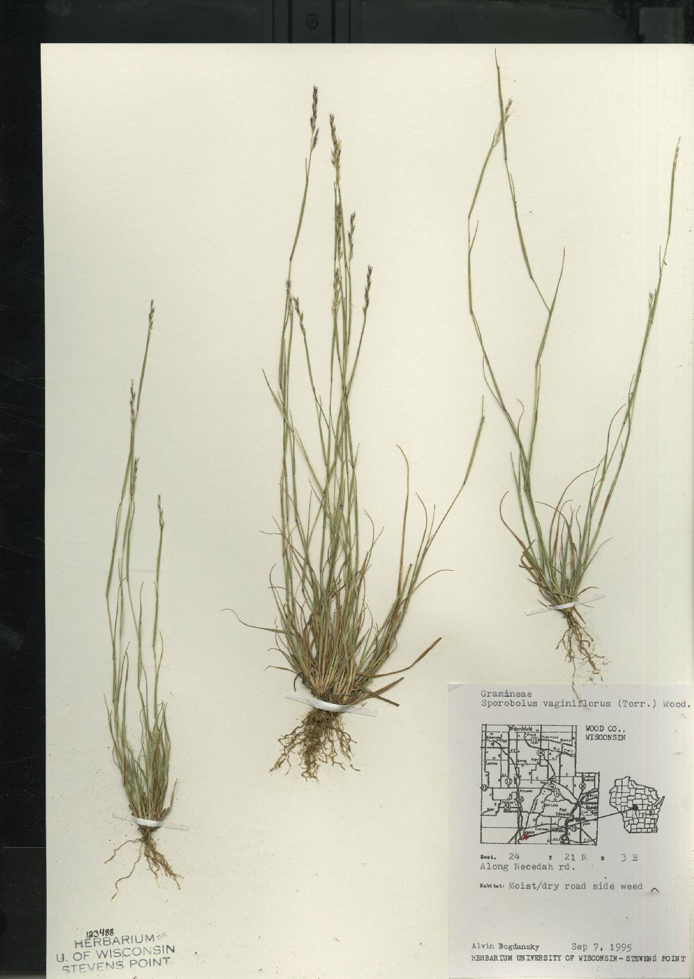 Sporobolus vaginiflorus var. vaginiflorus image