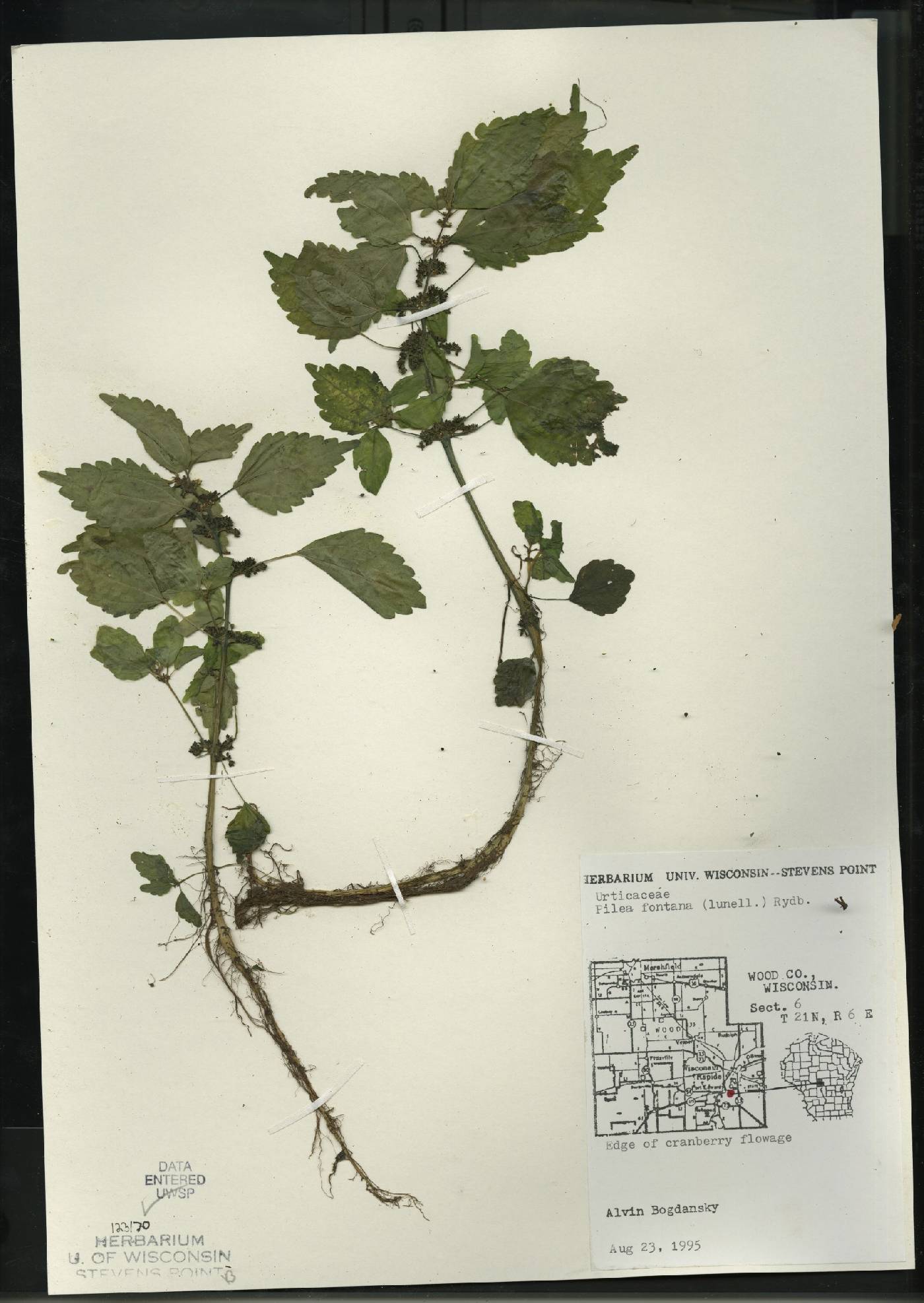 Pilea fontana image