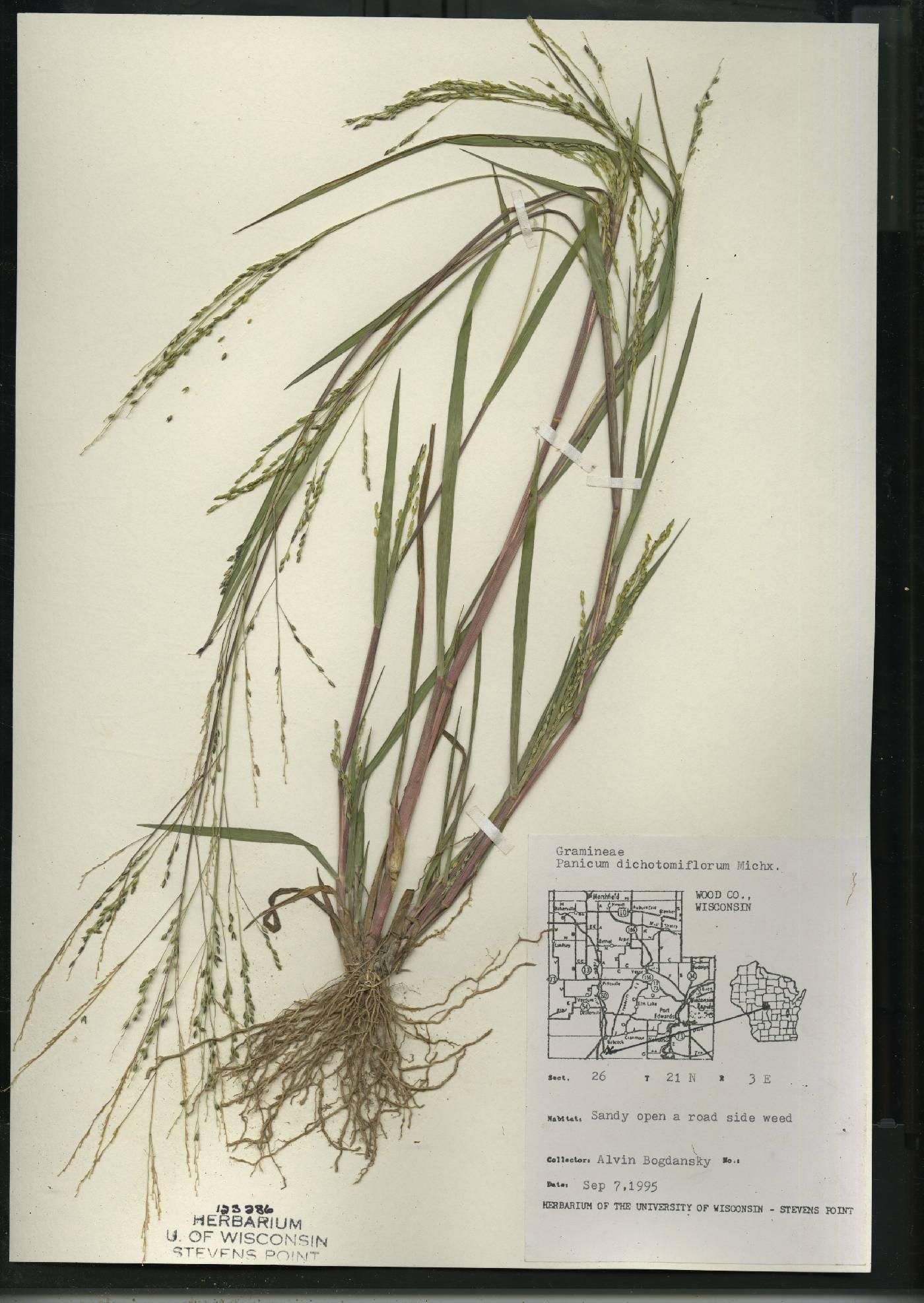 Panicum dichotomiflorum subsp. dichotomiflorum image