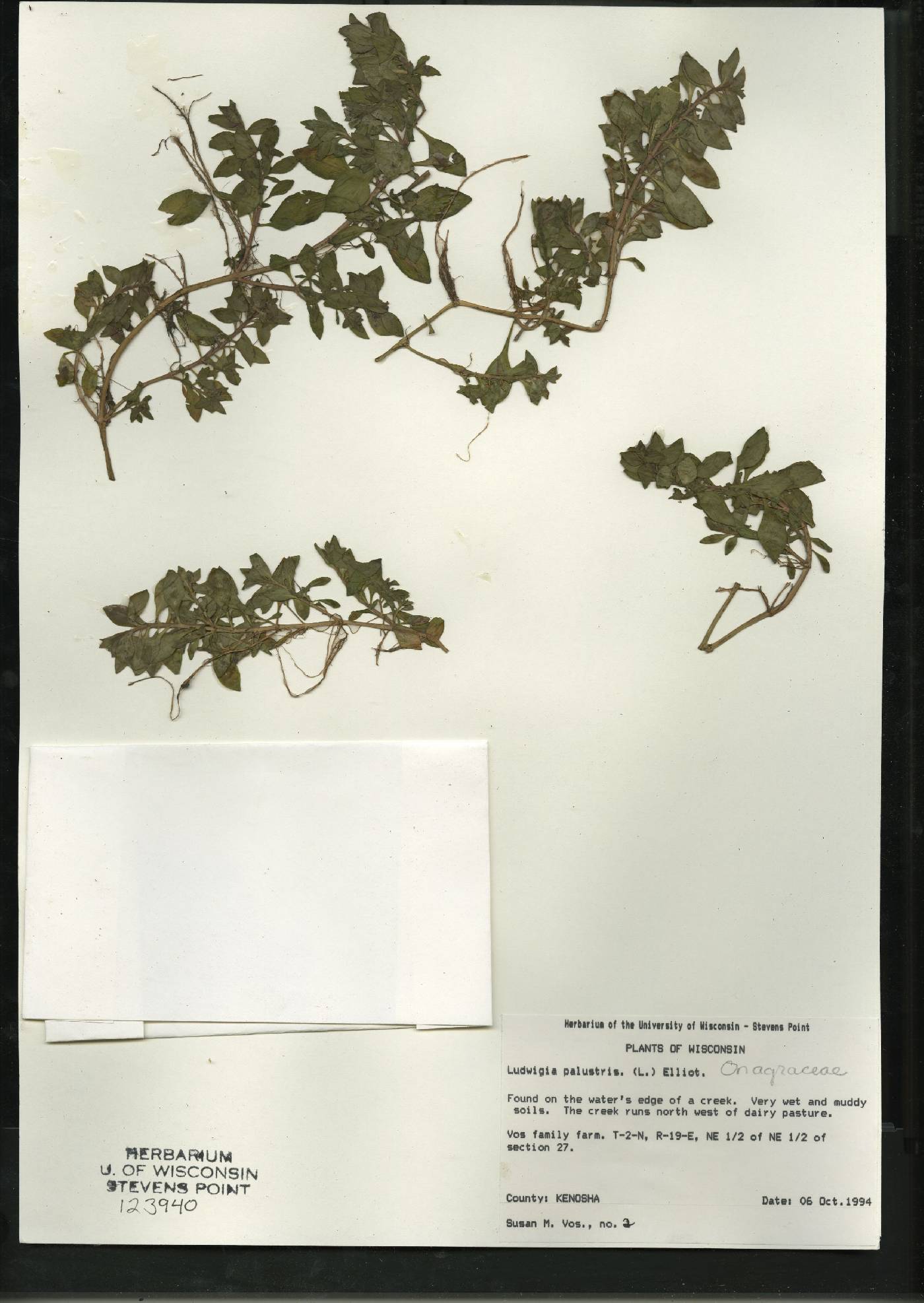 Ludwigia palustris image