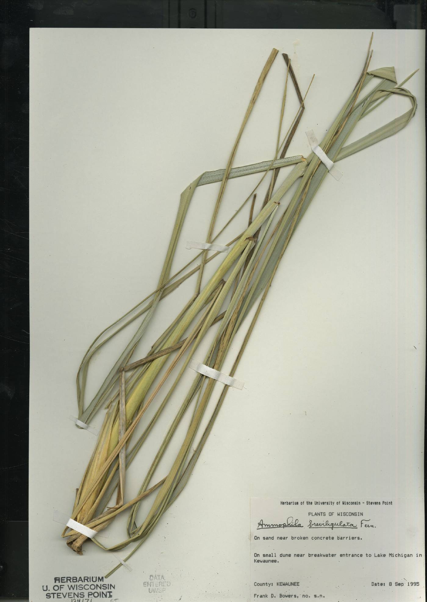 Ammophila breviligulata image